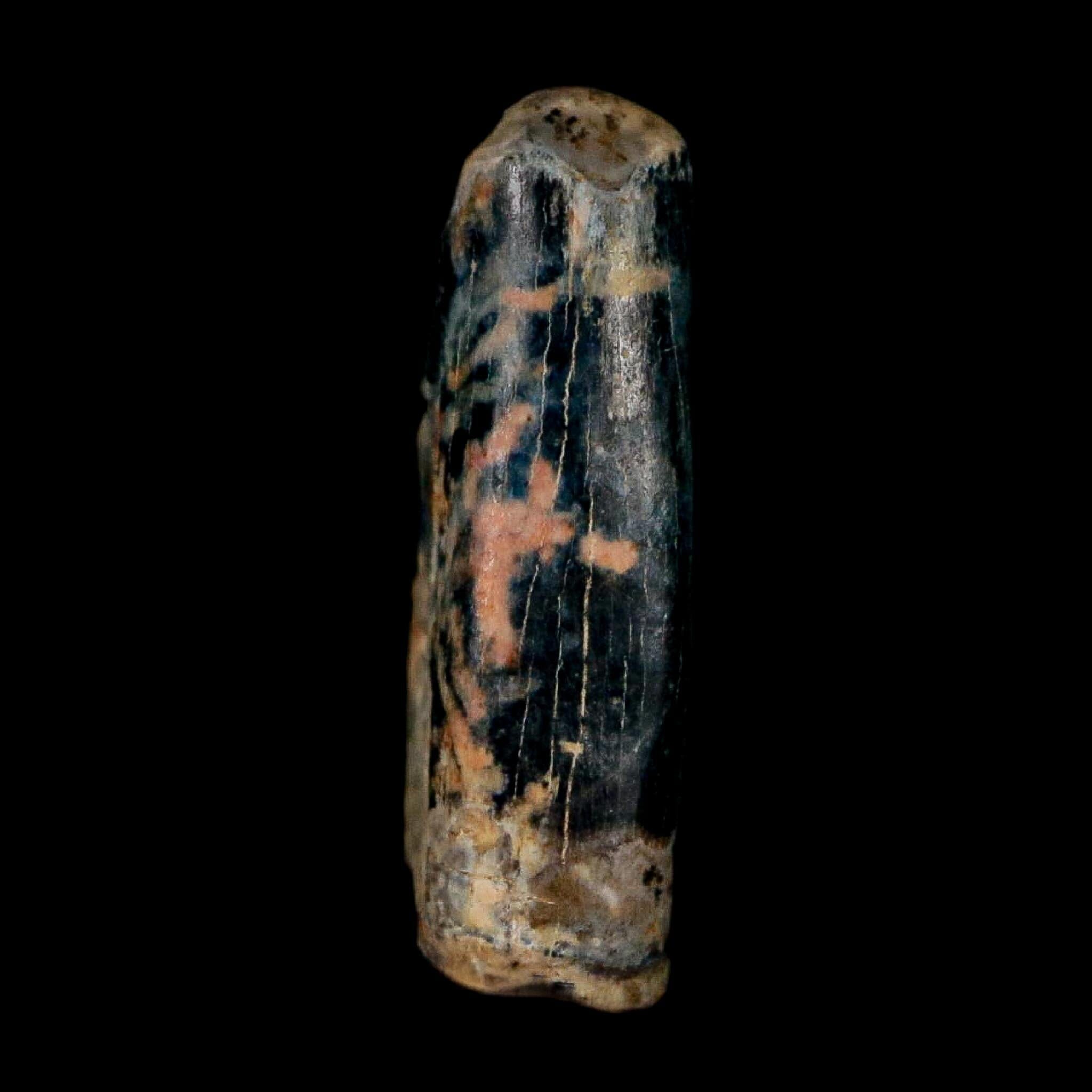 0.5" Tyrannosaur Fossil Premax Tooth Cretaceous Dinosaur Judith River FM MT COA - Fossil Age Minerals
