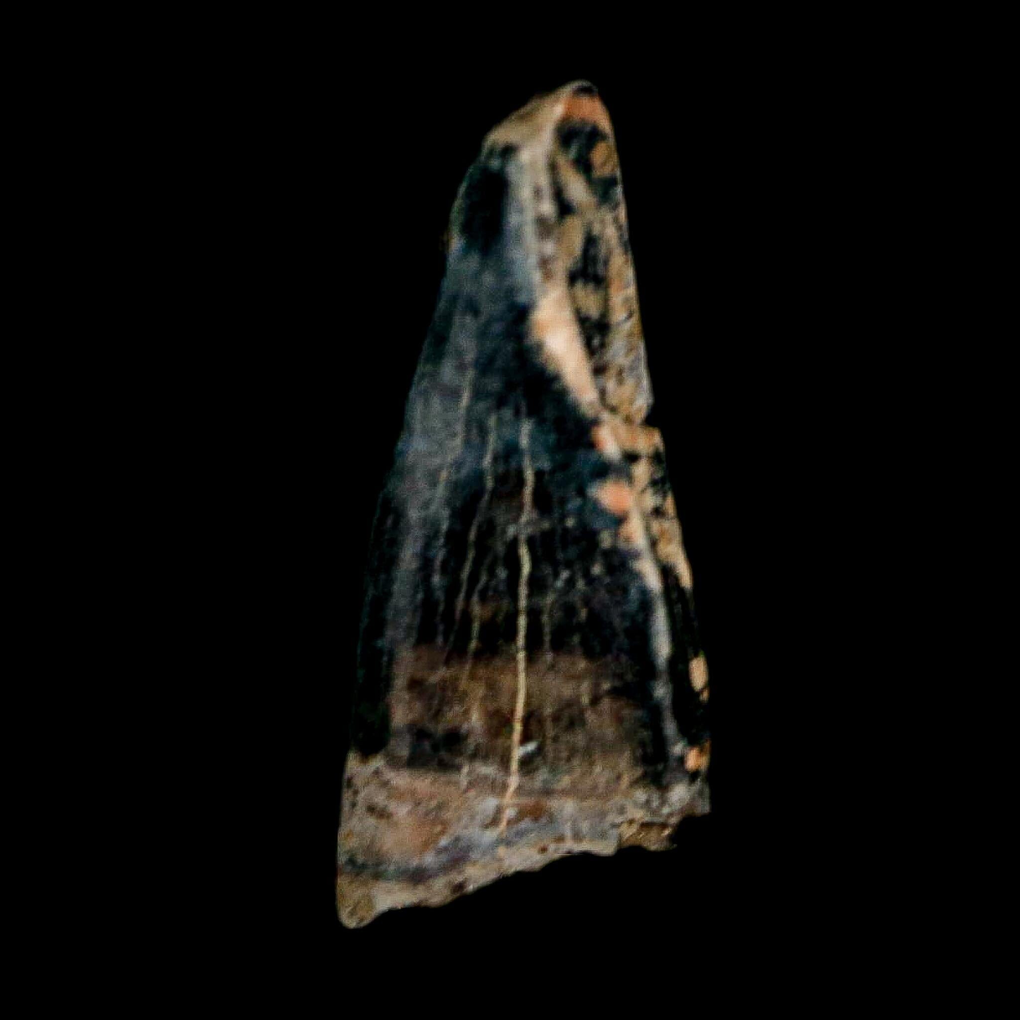 0.5" Tyrannosaur Fossil Premax Tooth Cretaceous Dinosaur Judith River FM MT COA - Fossil Age Minerals