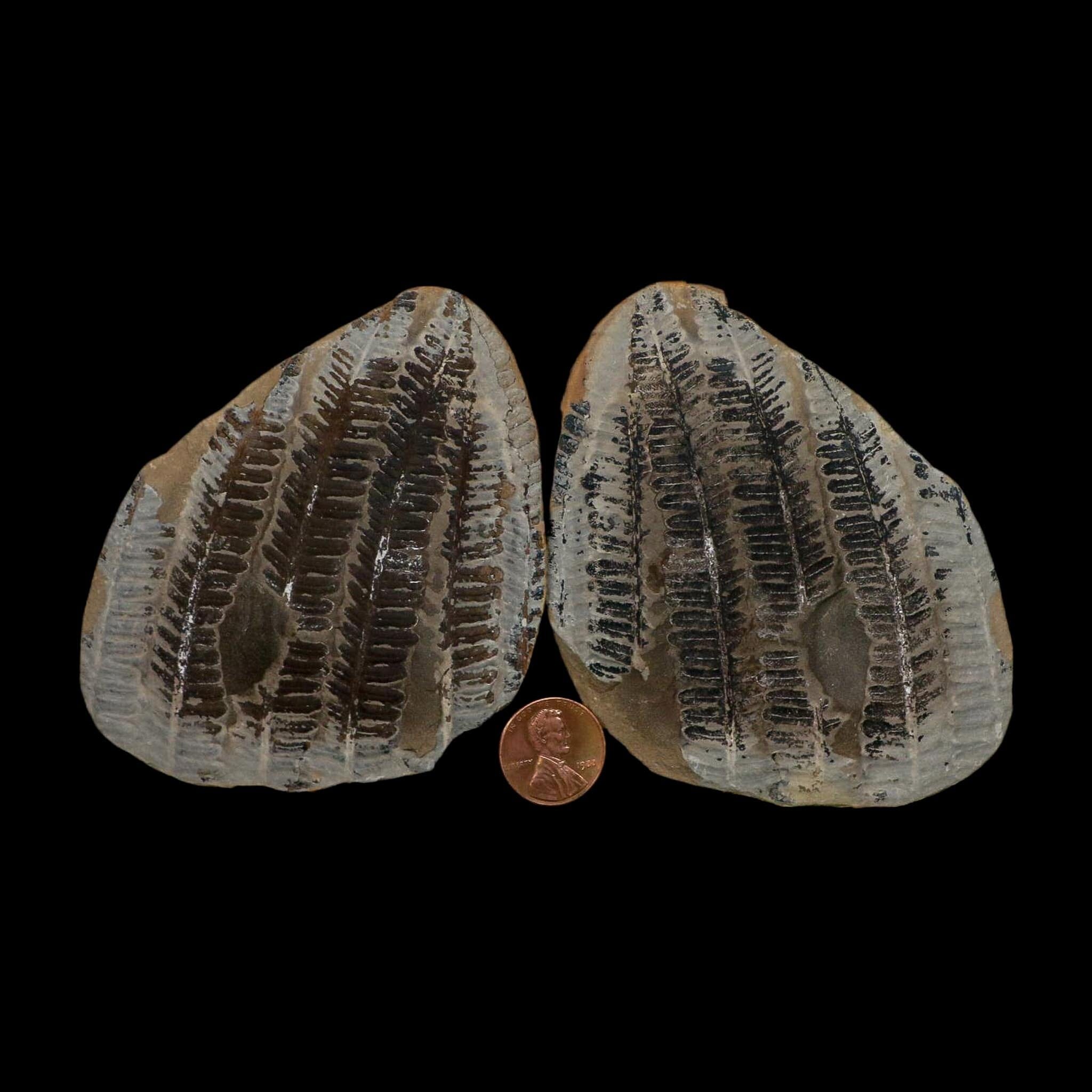 3.5" Lobatopteris Fossils Leaves Mazon Creek Nodule Pennsylvanian Age Split-Pair - Fossil Age Minerals