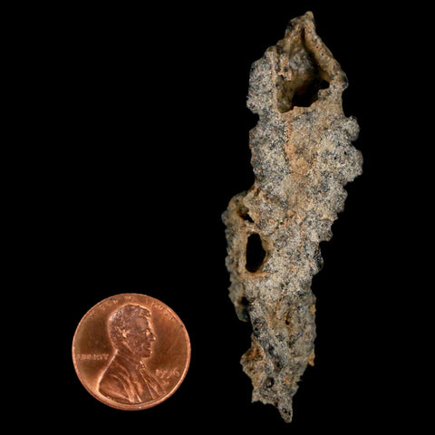 2.5" Fulgurite Petrified Lightning Strike Glass Sahara Desert Algeria - Fossil Age Minerals