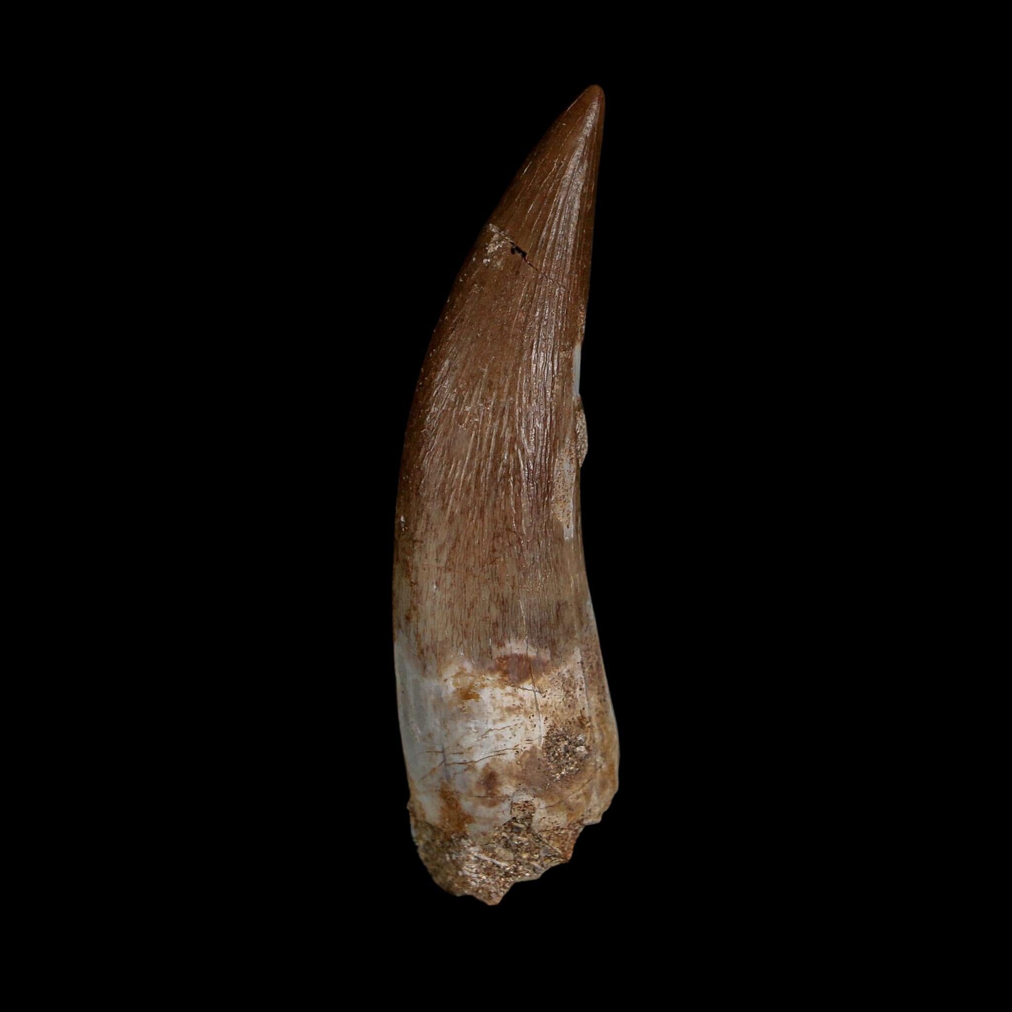 XL 2.3" Plesiosaur Zarafasaura Tooth Fossil Cretaceous Dinosaur Era COA, Stand