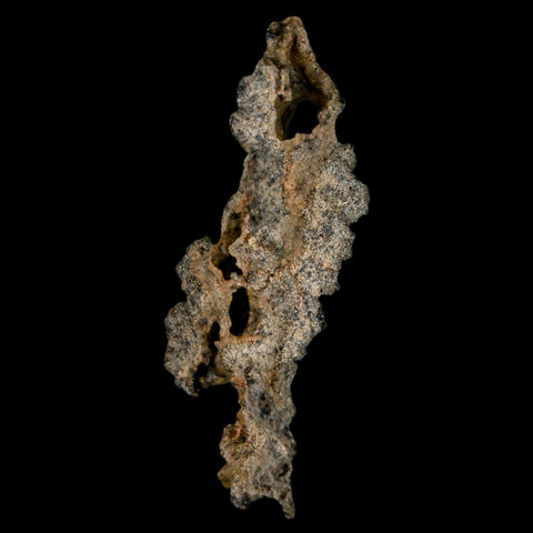 2.5" Fulgurite Petrified Lightning Strike Glass Sahara Desert Algeria - Fossil Age Minerals