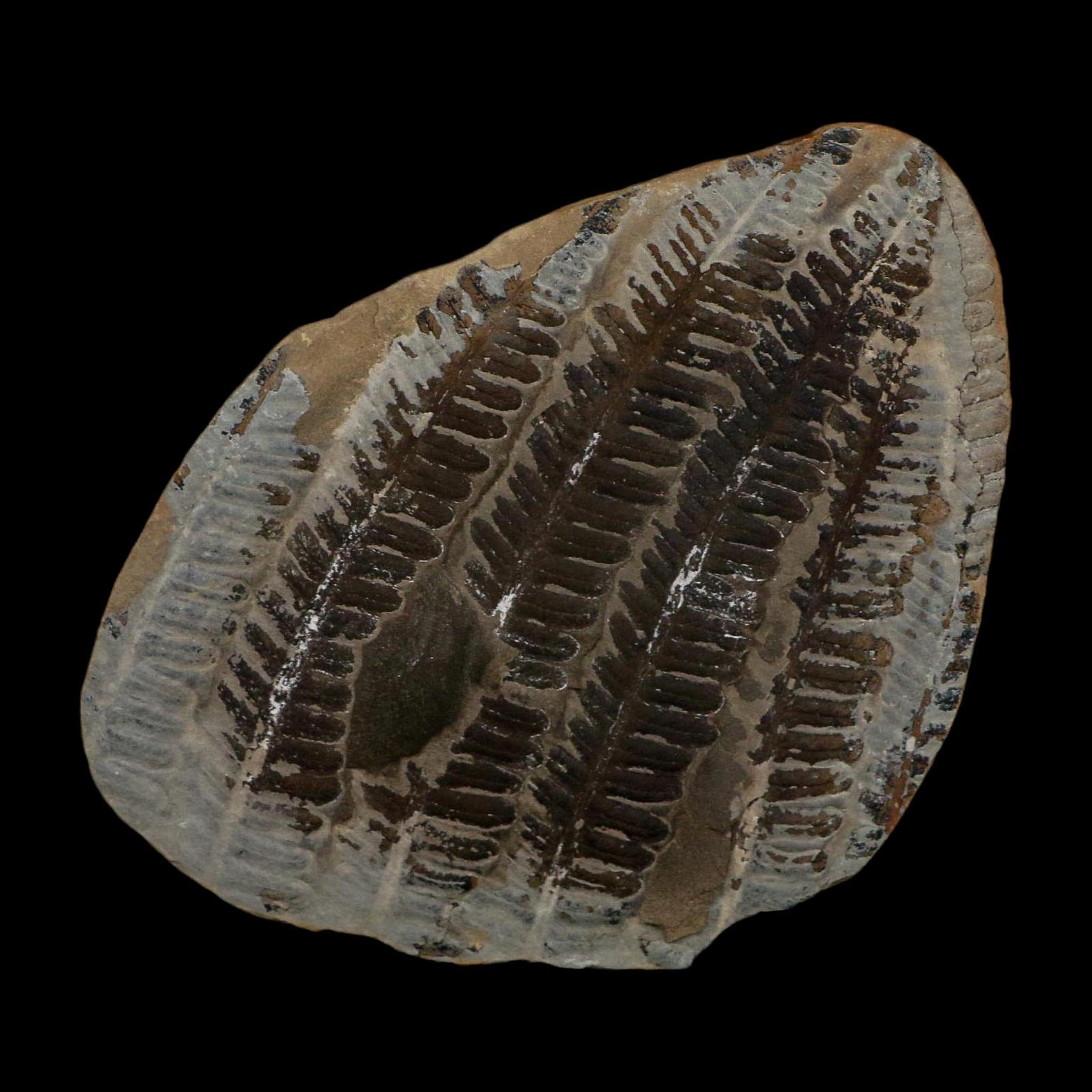 3.5" Lobatopteris Fossils Leaves Mazon Creek Nodule Pennsylvanian Age Split-Pair - Fossil Age Minerals