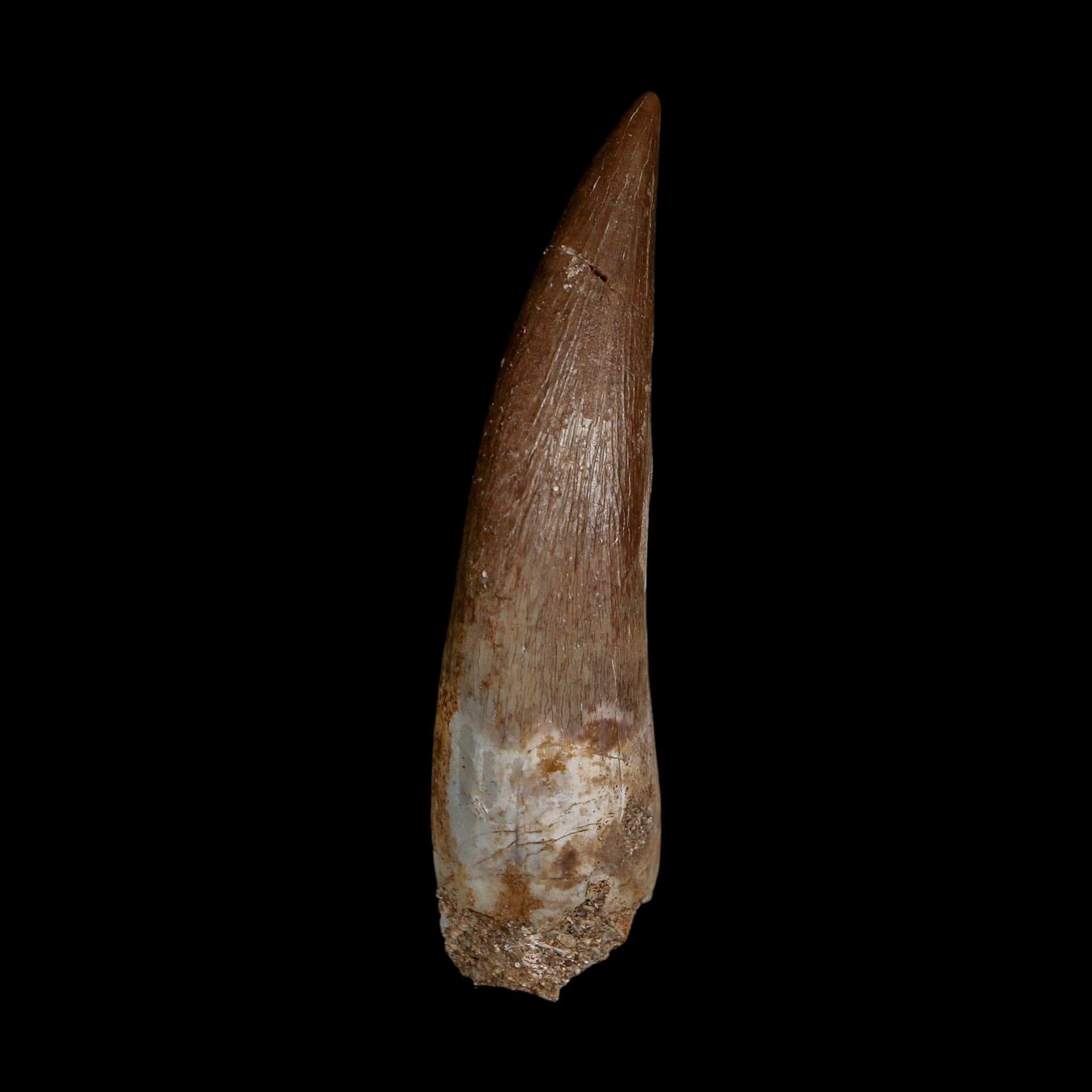 XL 2.3" Plesiosaur Zarafasaura Tooth Fossil Cretaceous Dinosaur Era COA, Stand