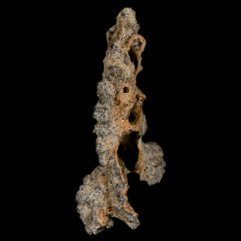 2.5" Fulgurite Petrified Lightning Strike Glass Sahara Desert Algeria - Fossil Age Minerals