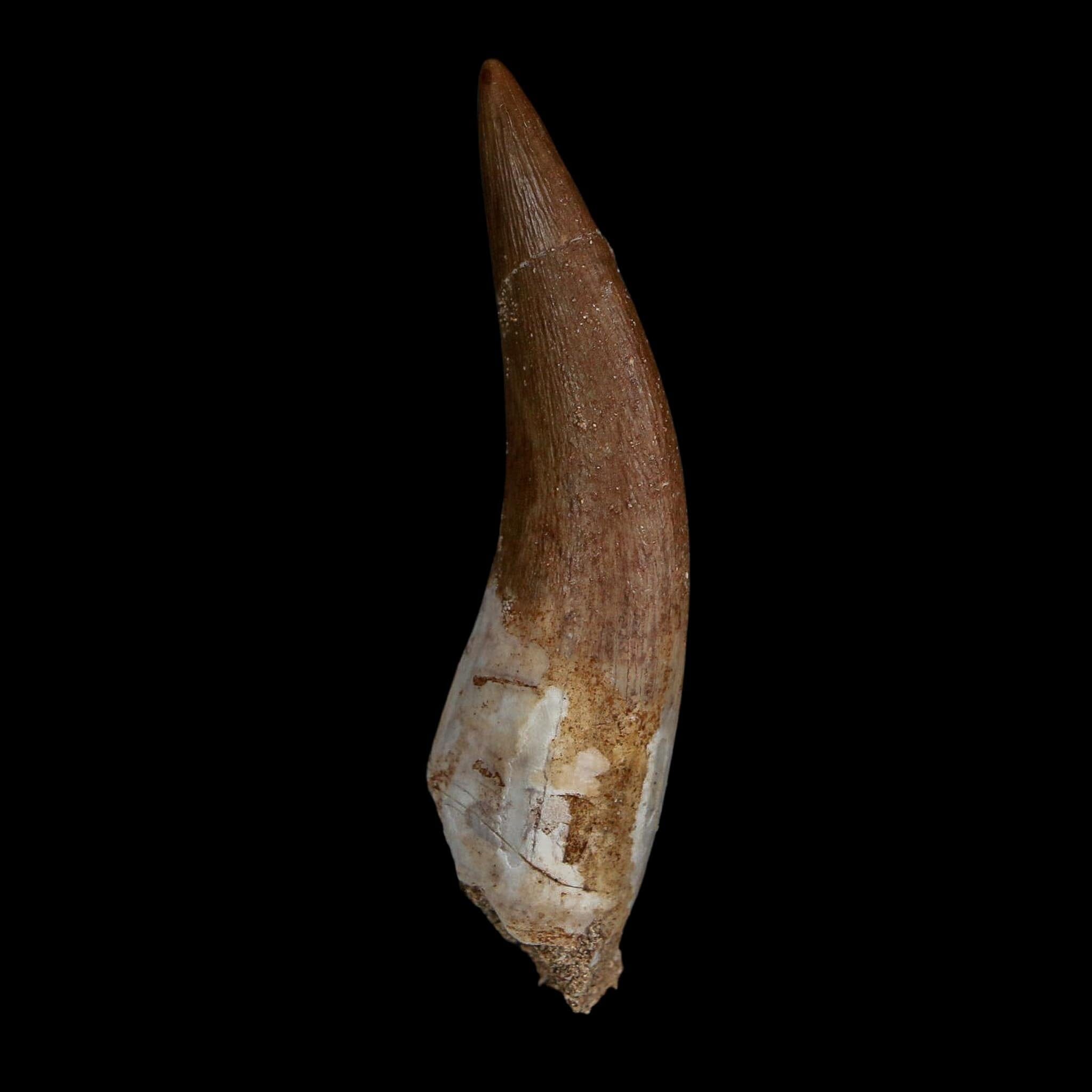 XL 2.3" Plesiosaur Zarafasaura Tooth Fossil Cretaceous Dinosaur Era COA, Stand