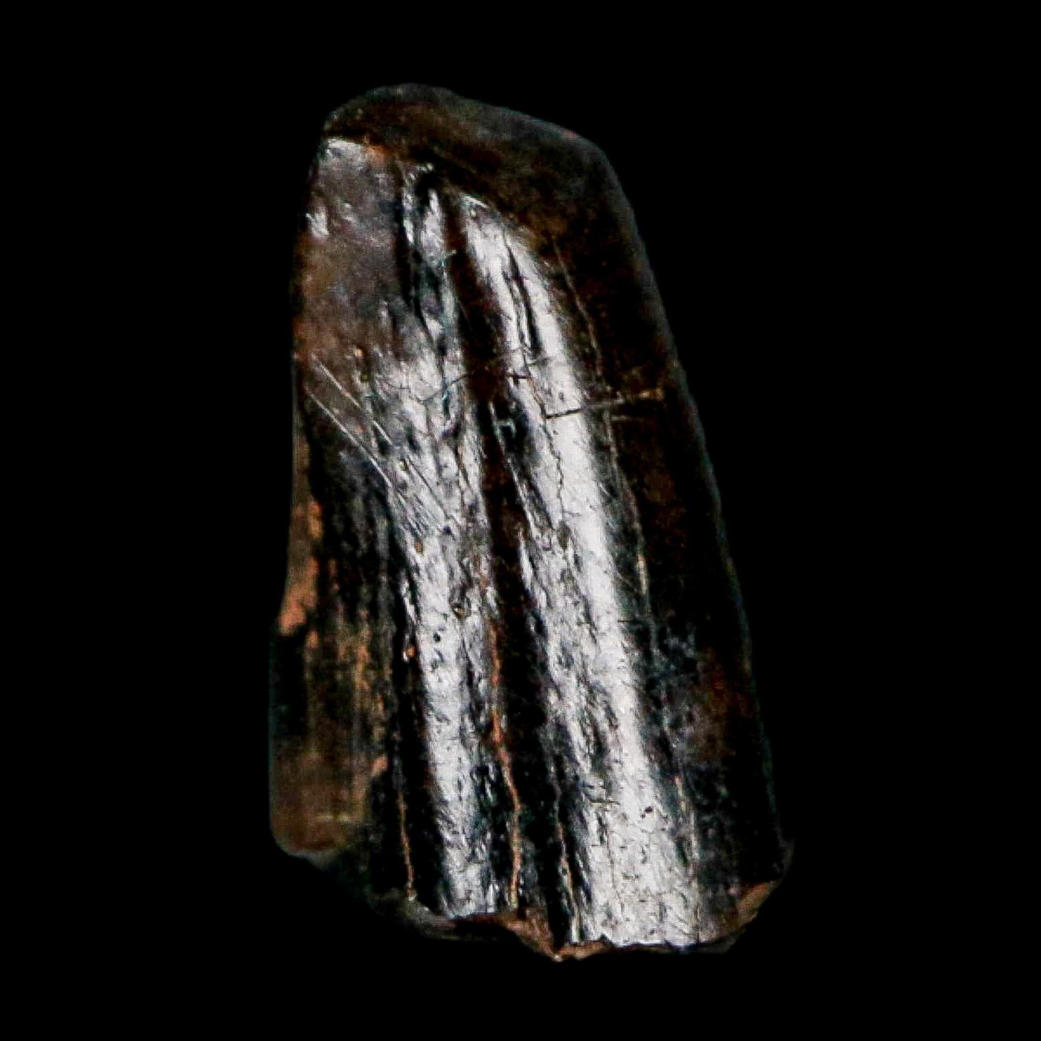 0.4" Tyrannosaur Fossil Premax Tooth Cretaceous Dinosaur Judith River FM MT COA - Fossil Age Minerals