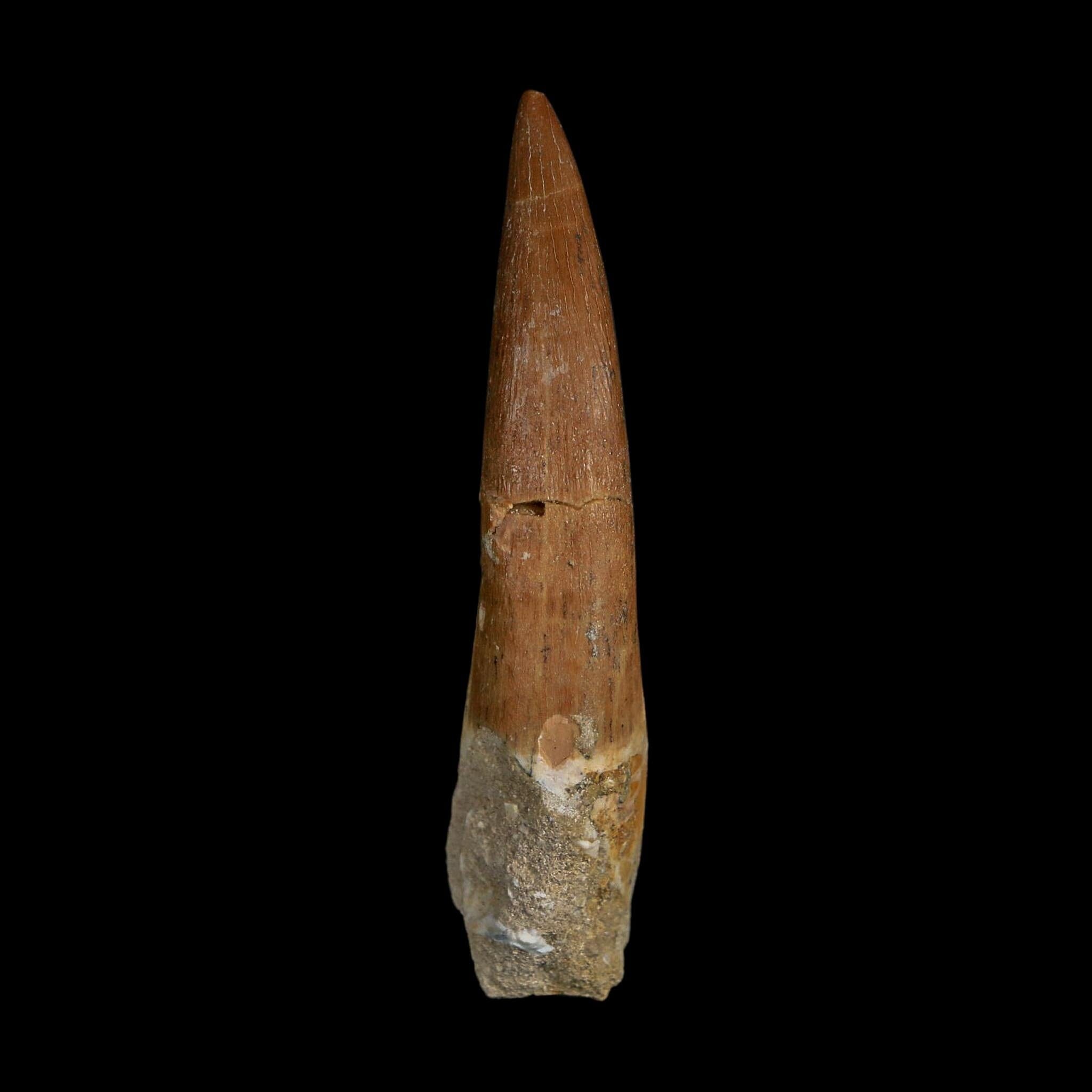 XXL 2.7" Plesiosaur Zarafasaura Tooth Fossil Cretaceous Dinosaur Era COA, Stand