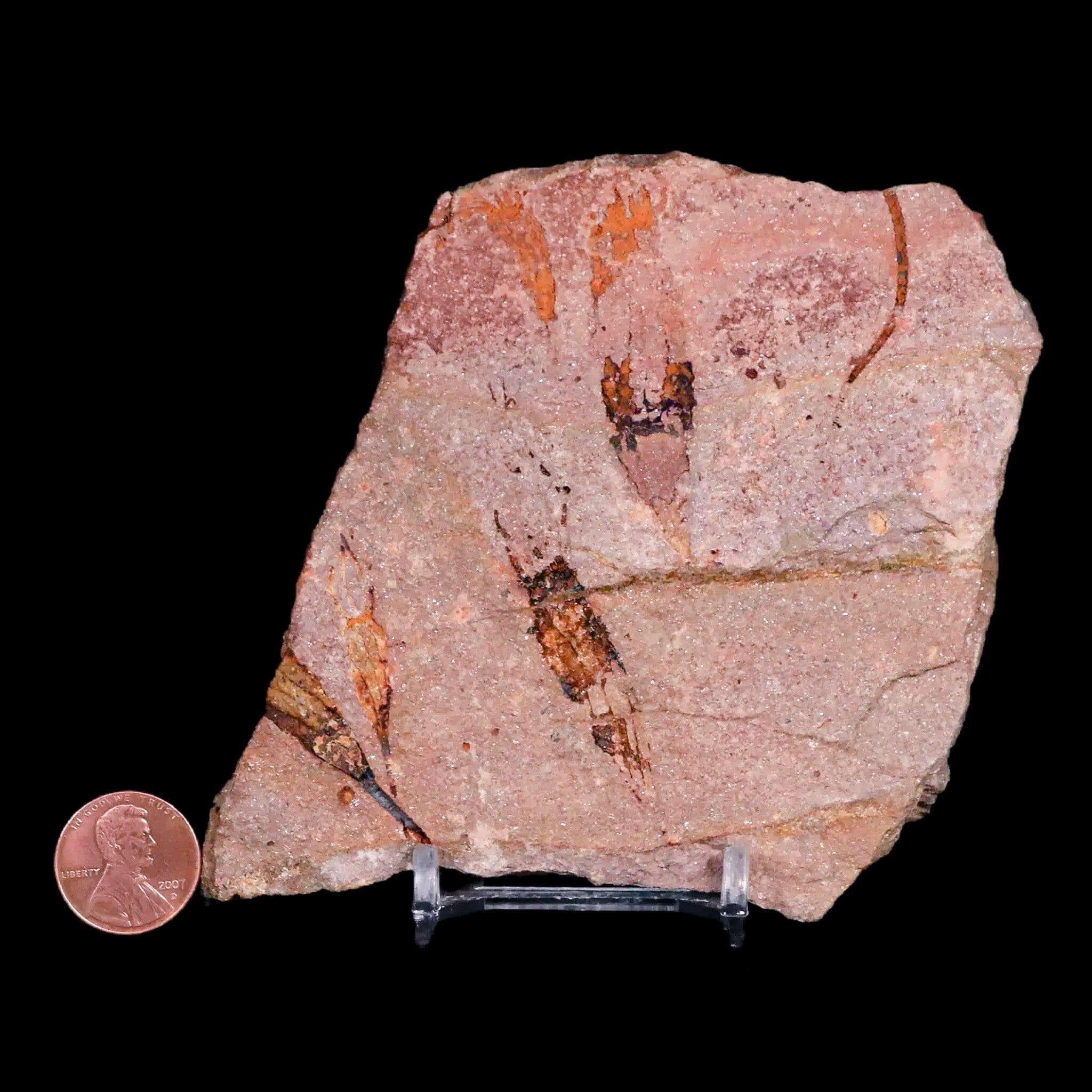 3.8" Ascocystitis Crinoid Stems Echinoderm Fossil Morality Plate Ordovician Age Stand - Fossil Age Minerals