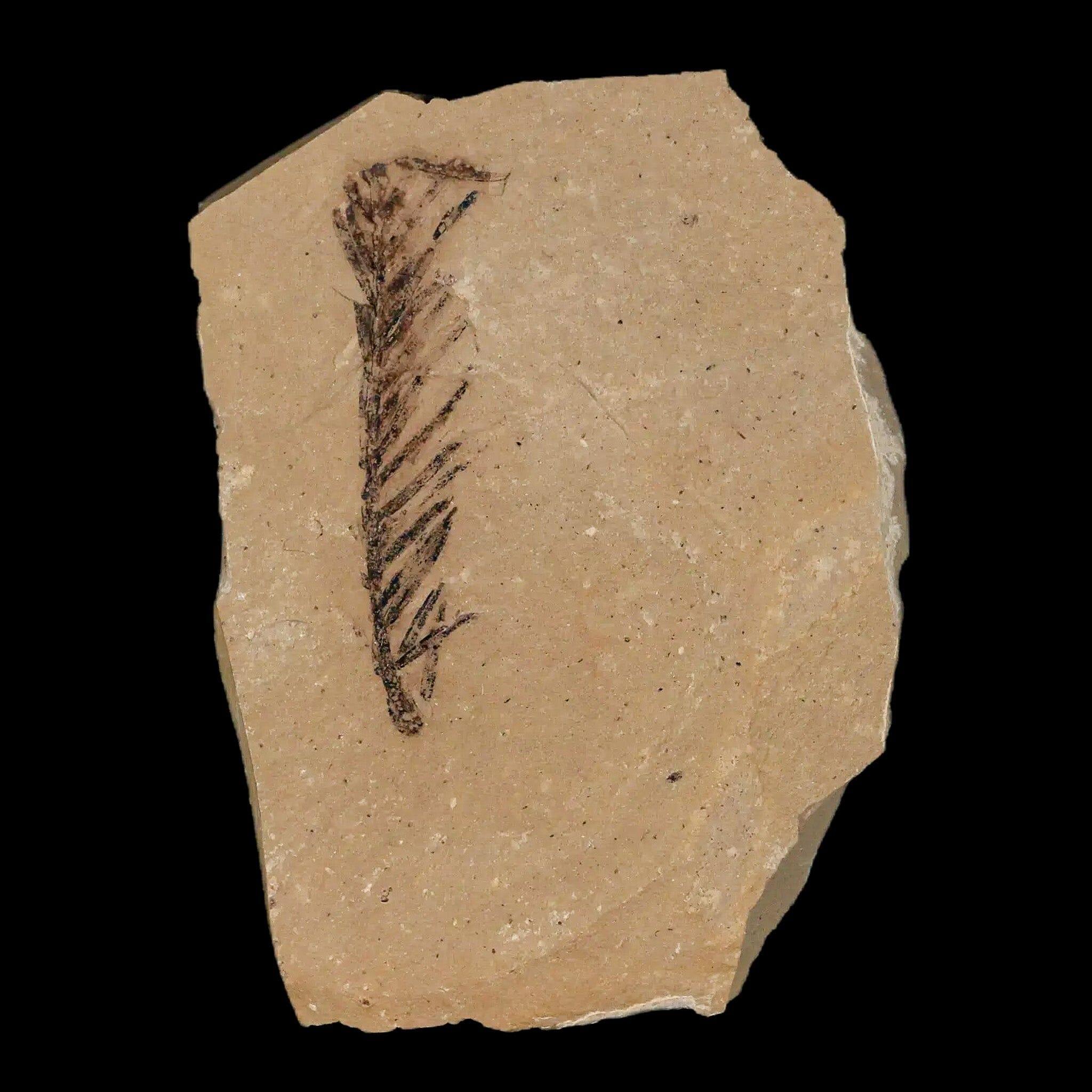 1.7" Detailed Fossil Plant Leafs Metasequoia Dawn Redwood Oligocene Age MT COA - Fossil Age Minerals