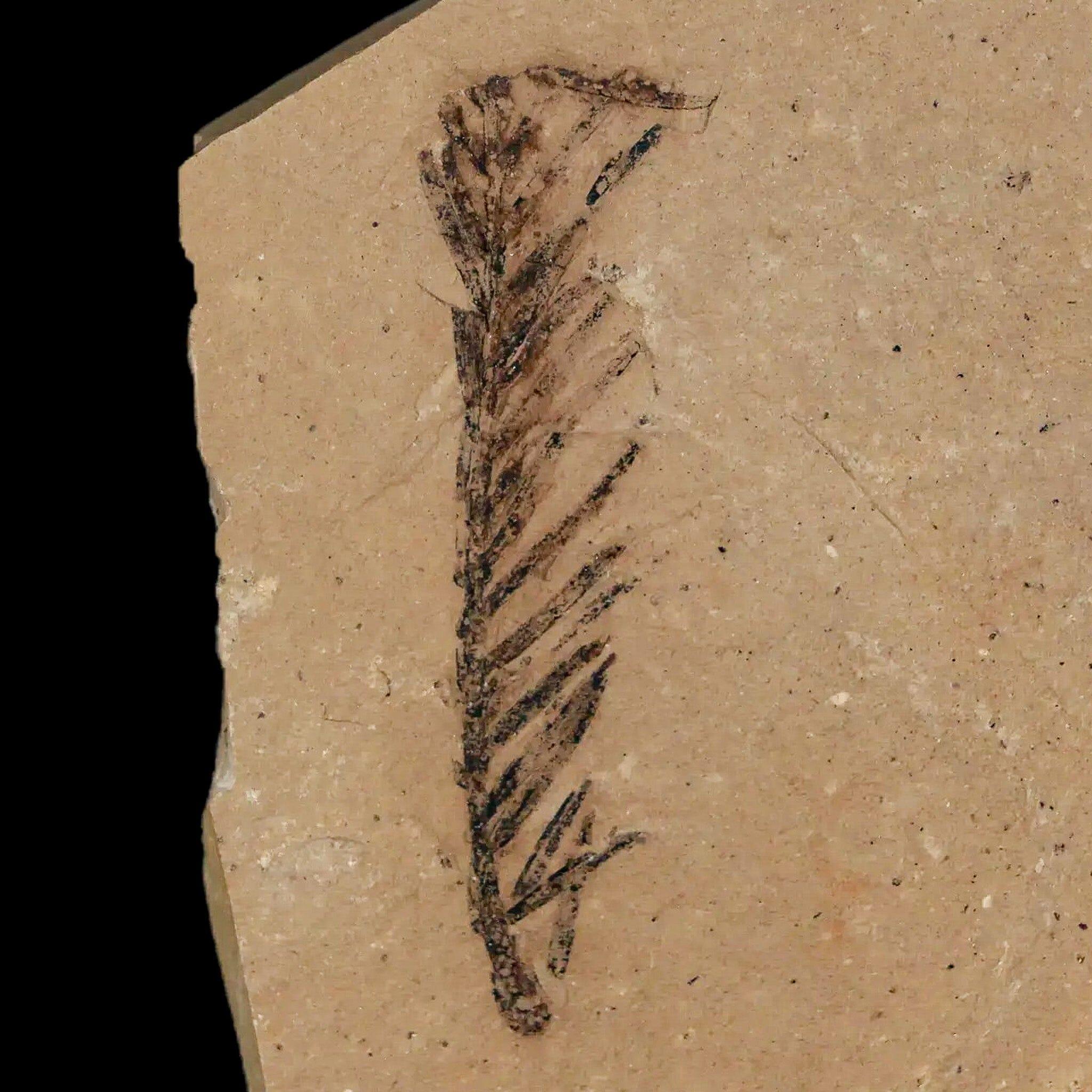 1.7" Detailed Fossil Plant Leafs Metasequoia Dawn Redwood Oligocene Age MT COA - Fossil Age Minerals
