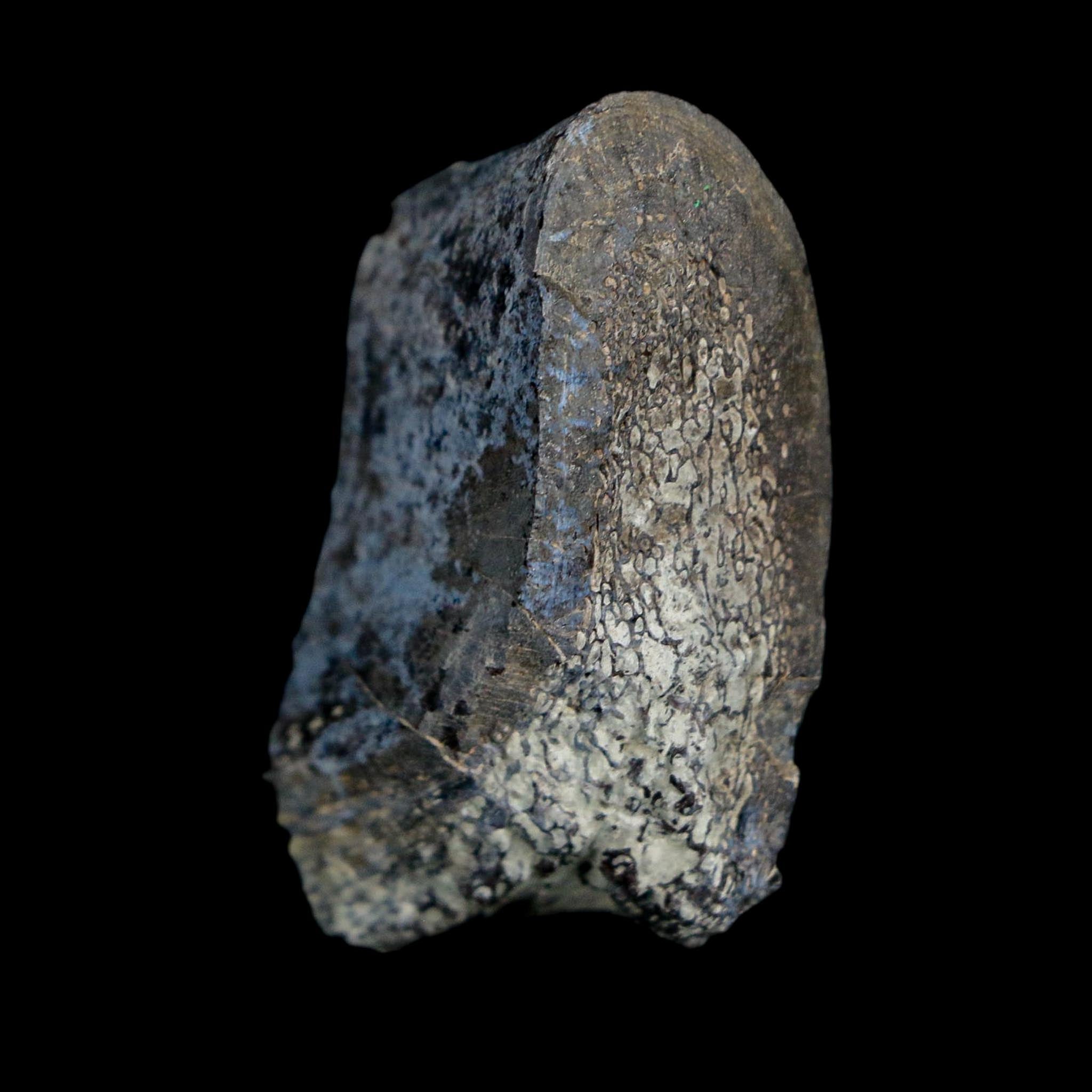 1.6" Stegosaurus Fossil Rib Bone Morrison FM Wyoming Jurassic Age Dinosaur COA