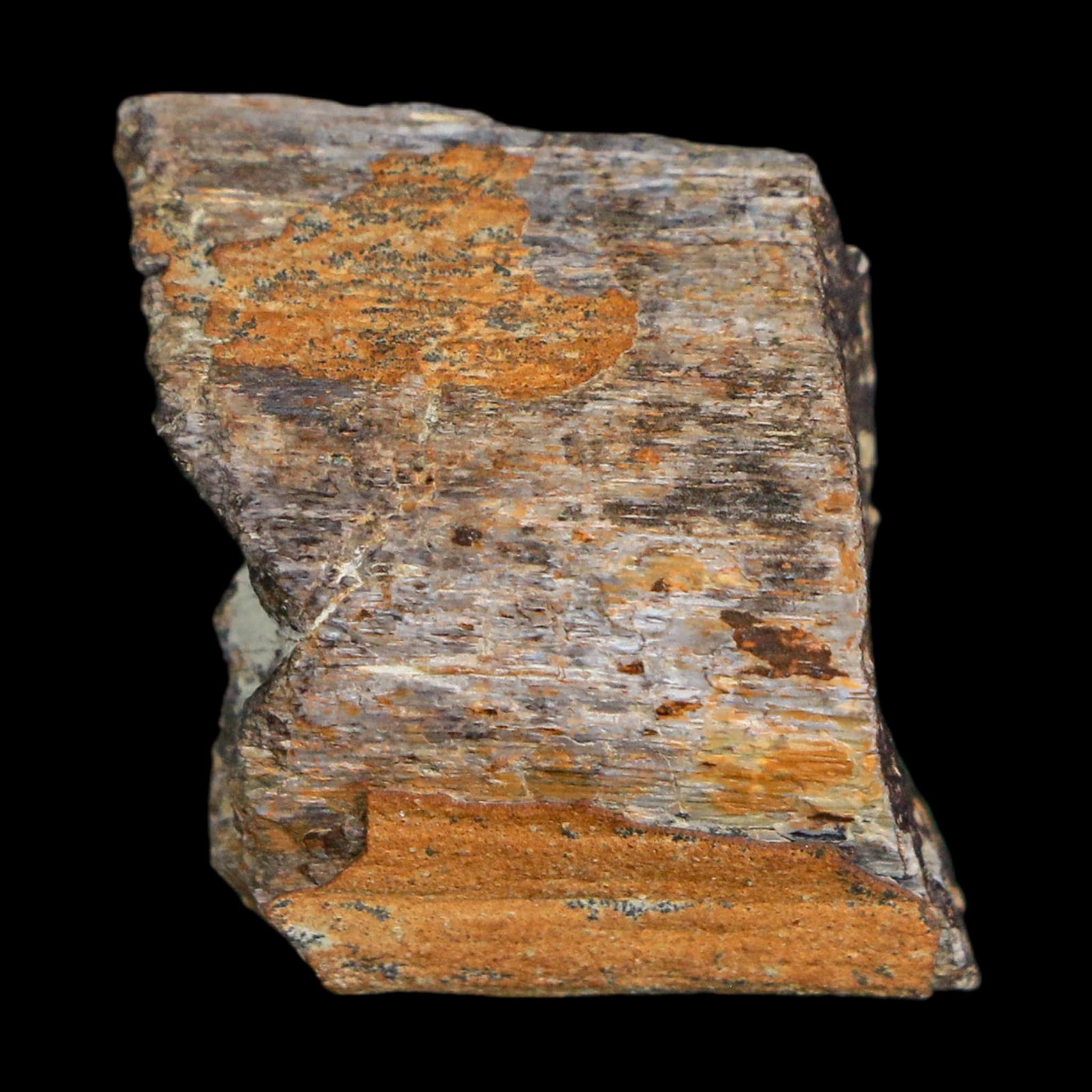 1" Stegosaurus Fossil Rib Bone Morrison FM Wyoming Jurassic Age Dinosaur COA