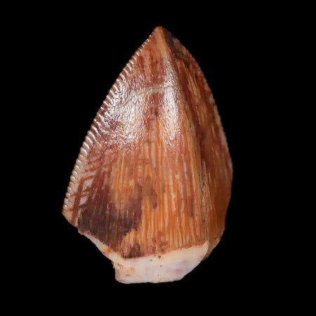 0.6" Phytosaur Fossil Tooth Triassic Age Archosaur Redonda FM NM COA & Display