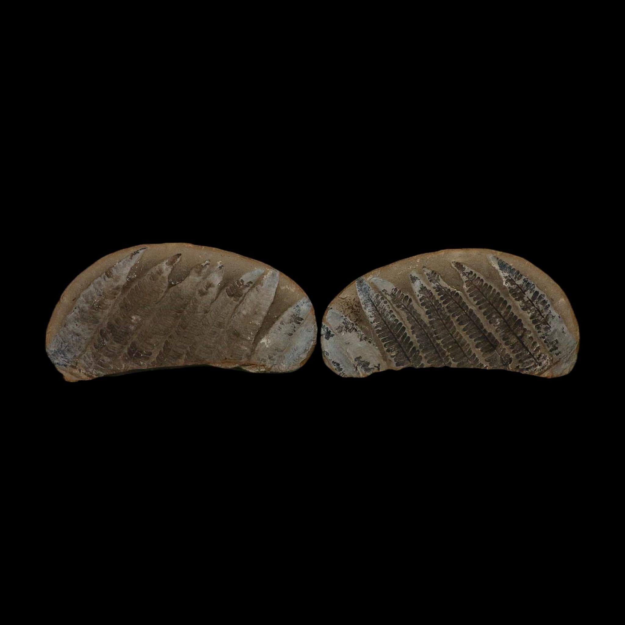 5.3" Lobatopteris Fossils Leaves Mazon Creek Nodule Pennsylvanian Age Split-Pair - Fossil Age Minerals