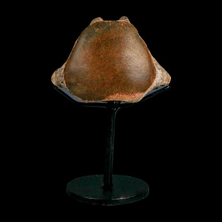 2.8" Mosasaur Fossil Polished Vertebrae Cretaceous Dinosaur Era TX Ozan FM COA, Stand