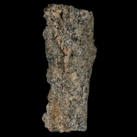 1.6" Fulgurite Petrified Lightning Strike Glass Sahara Desert Algeria - Fossil Age Minerals