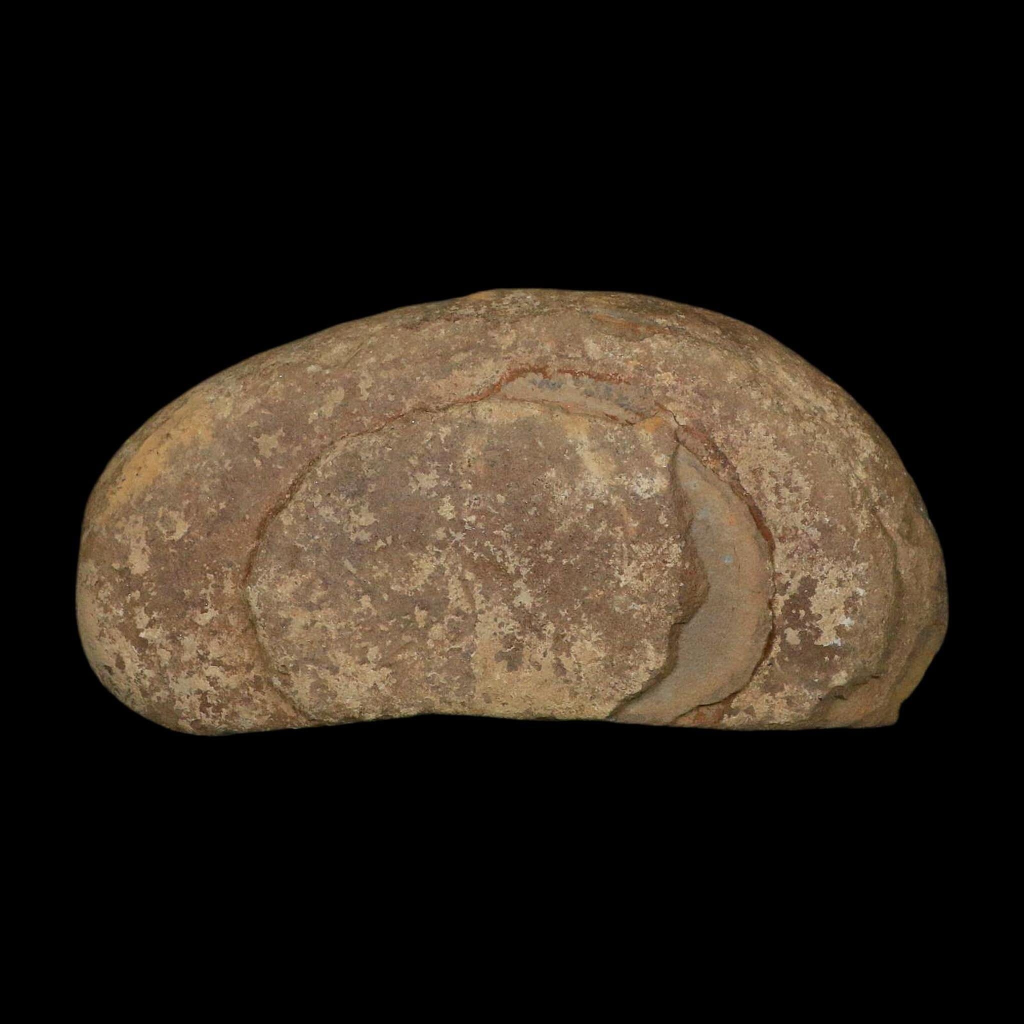 5.3" Lobatopteris Fossils Leaves Mazon Creek Nodule Pennsylvanian Age Split-Pair - Fossil Age Minerals