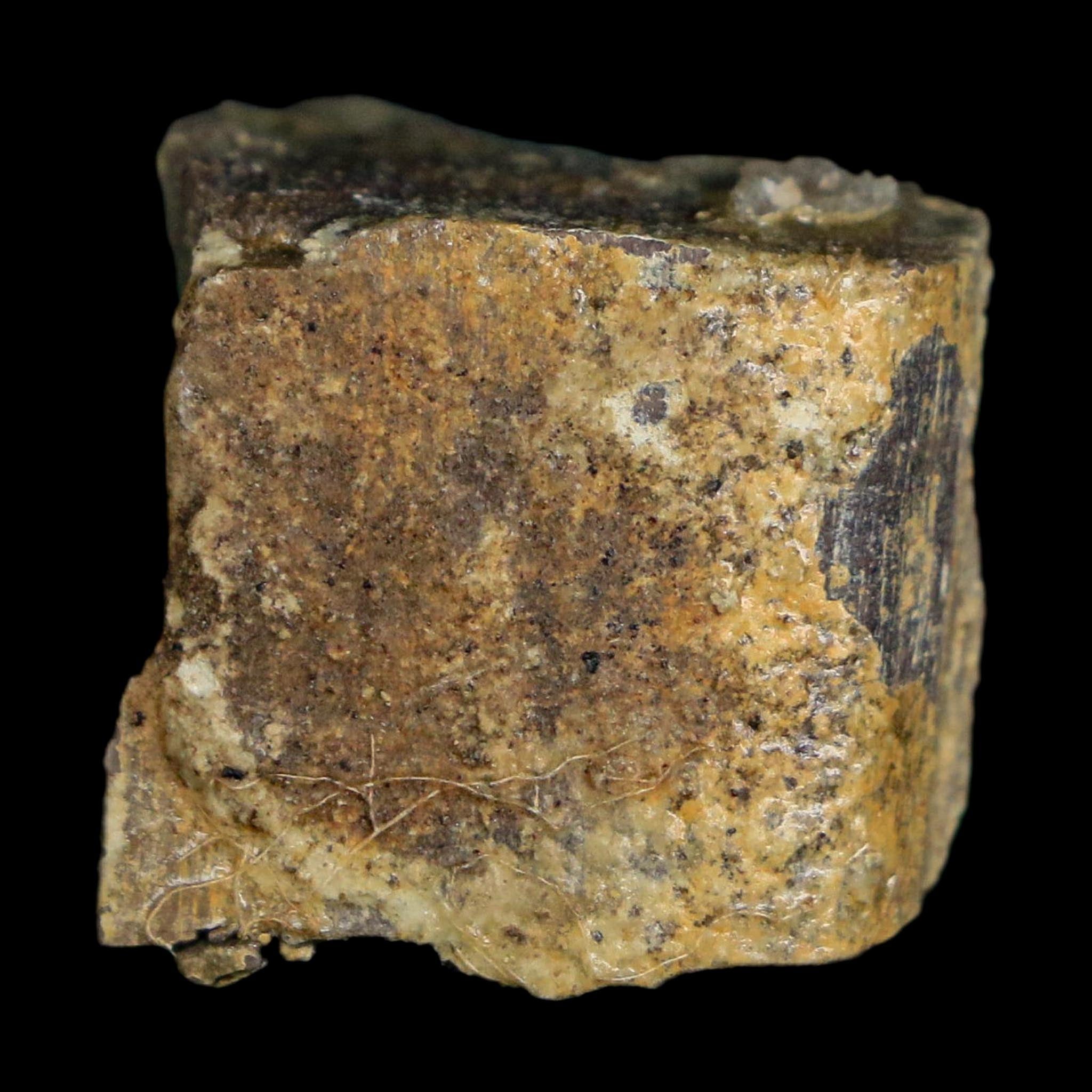 0.7" Stegosaurus Fossil Bone Specimen Morrison FM Wyoming Jurassic Age Dinosaur COA