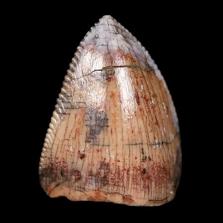 0.5" Phytosaur Fossil Tooth Triassic Age Archosaur Redonda FM NM COA & Display