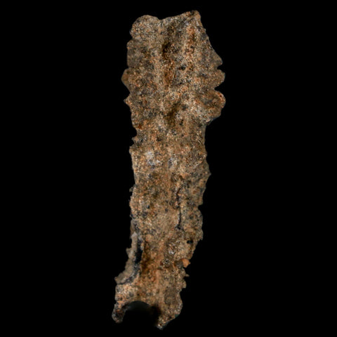 1.8" Fulgurite Petrified Lightning Strike Glass Sahara Desert Algeria - Fossil Age Minerals