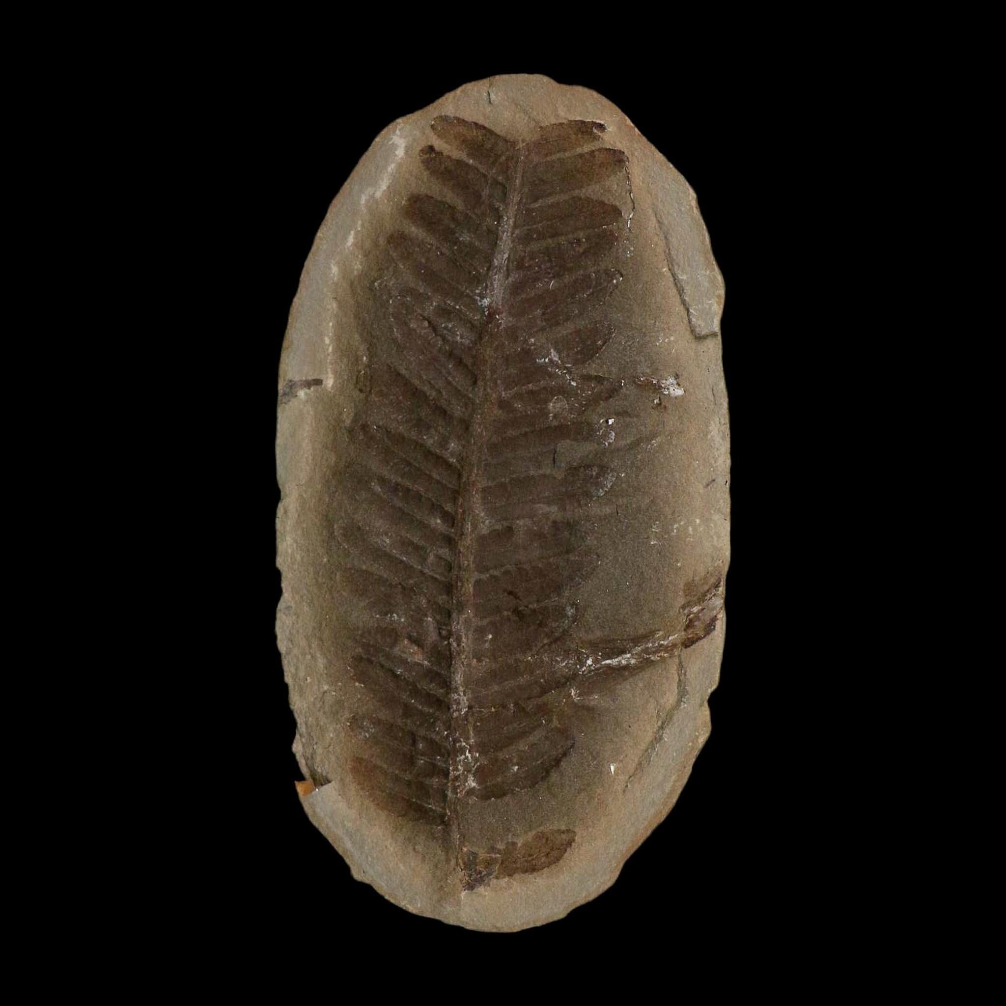 4.3" Pecopteris Fossil Leaves Mazon Creek Nodule Pennsylvanian Age Split-Pair - Fossil Age Minerals