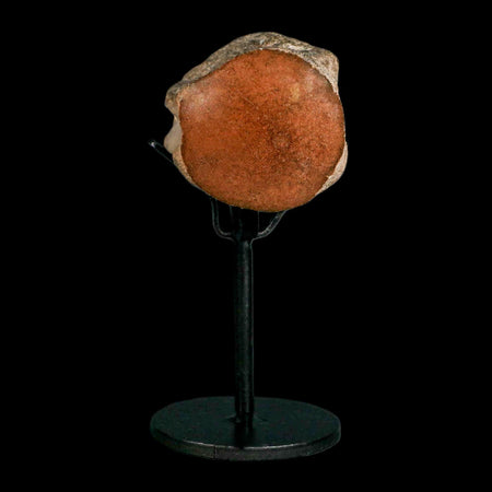 1.7" Mosasaur Fossil Polished Vertebrae Cretaceous Dinosaur Era TX Ozan FM COA, Stand