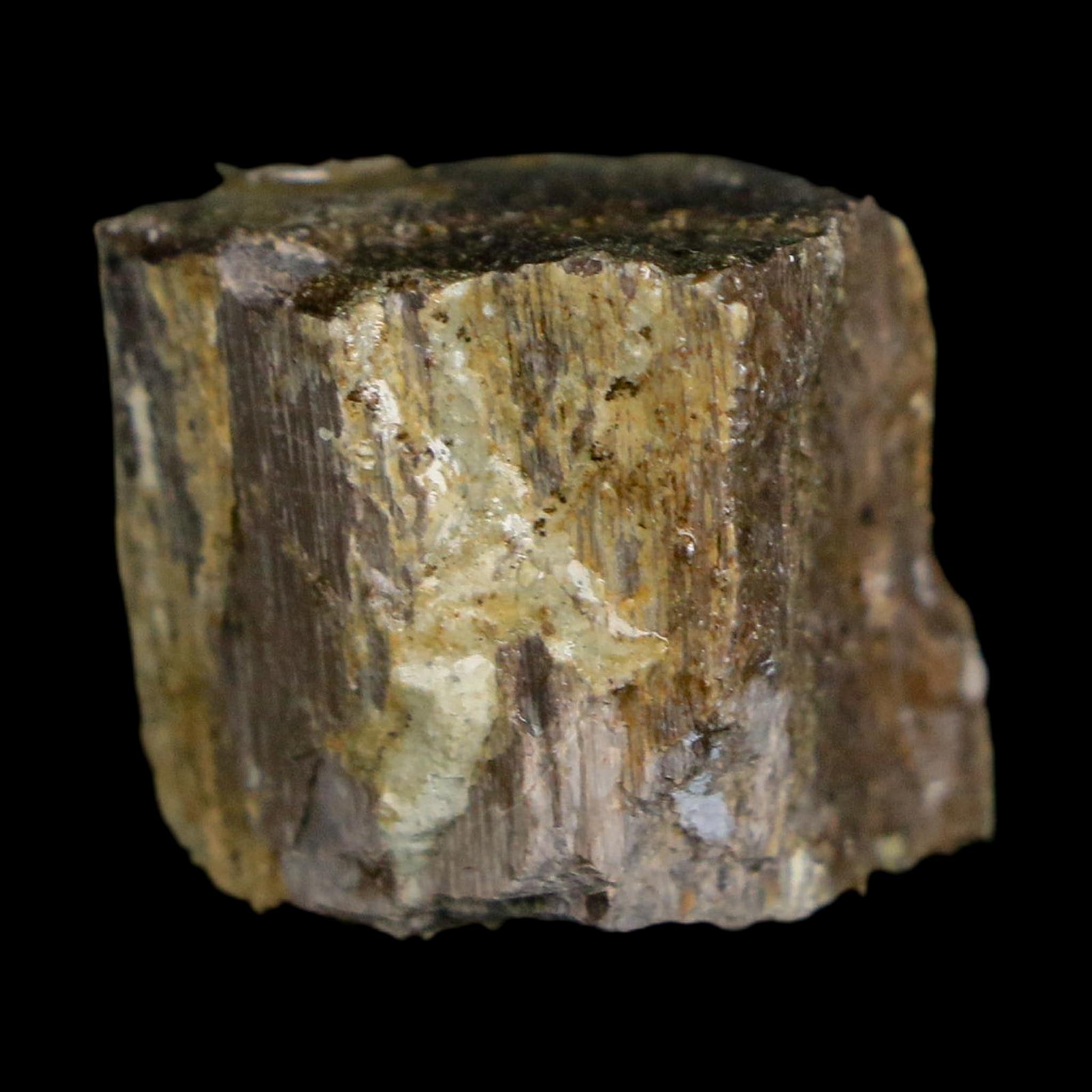 0.7" Stegosaurus Fossil Bone Specimen Morrison FM Wyoming Jurassic Age Dinosaur COA