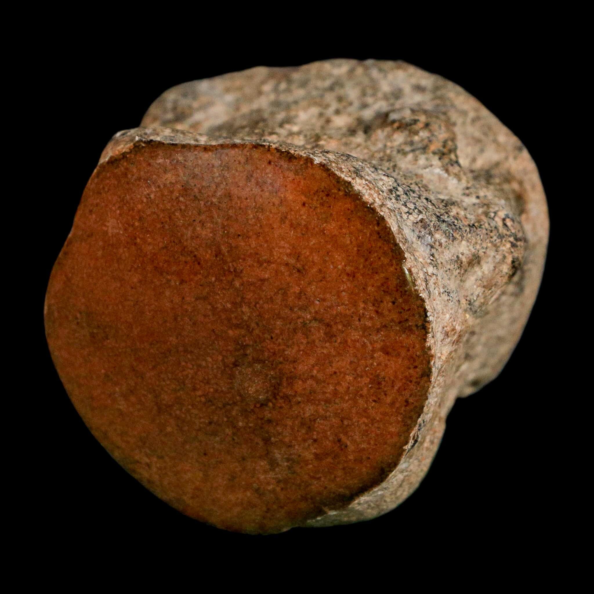 1.7" Mosasaur Fossil Polished Vertebrae Cretaceous Dinosaur Era TX Ozan FM COA, Stand - Fossil Age Minerals
