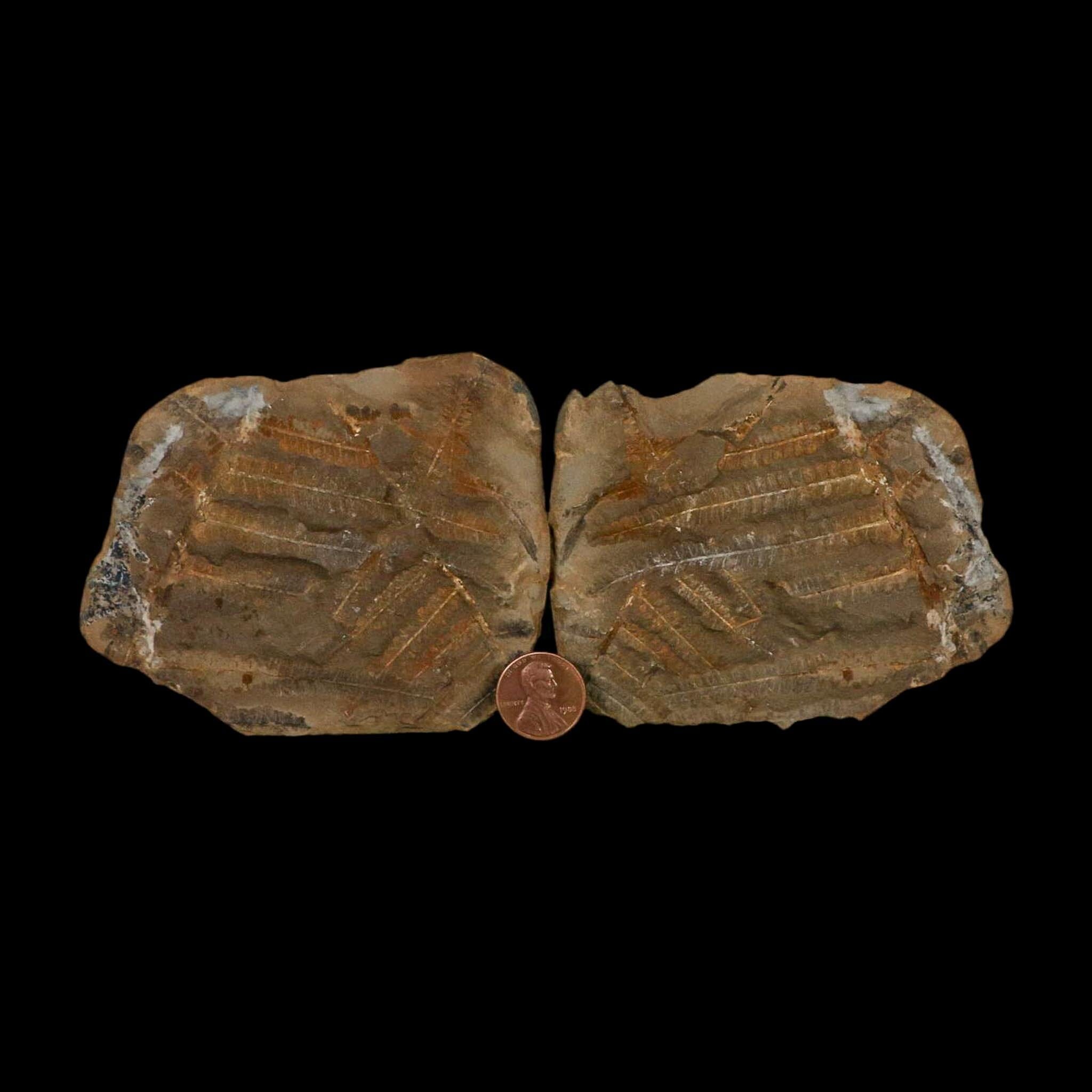 3.2" Pecopteris Fossil Leaves Mazon Creek Nodule Pennsylvanian Age Split-Pair - Fossil Age Minerals