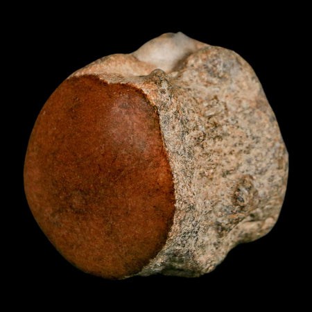 1.7" Mosasaur Fossil Polished Vertebrae Cretaceous Dinosaur Era TX Ozan FM COA, Stand