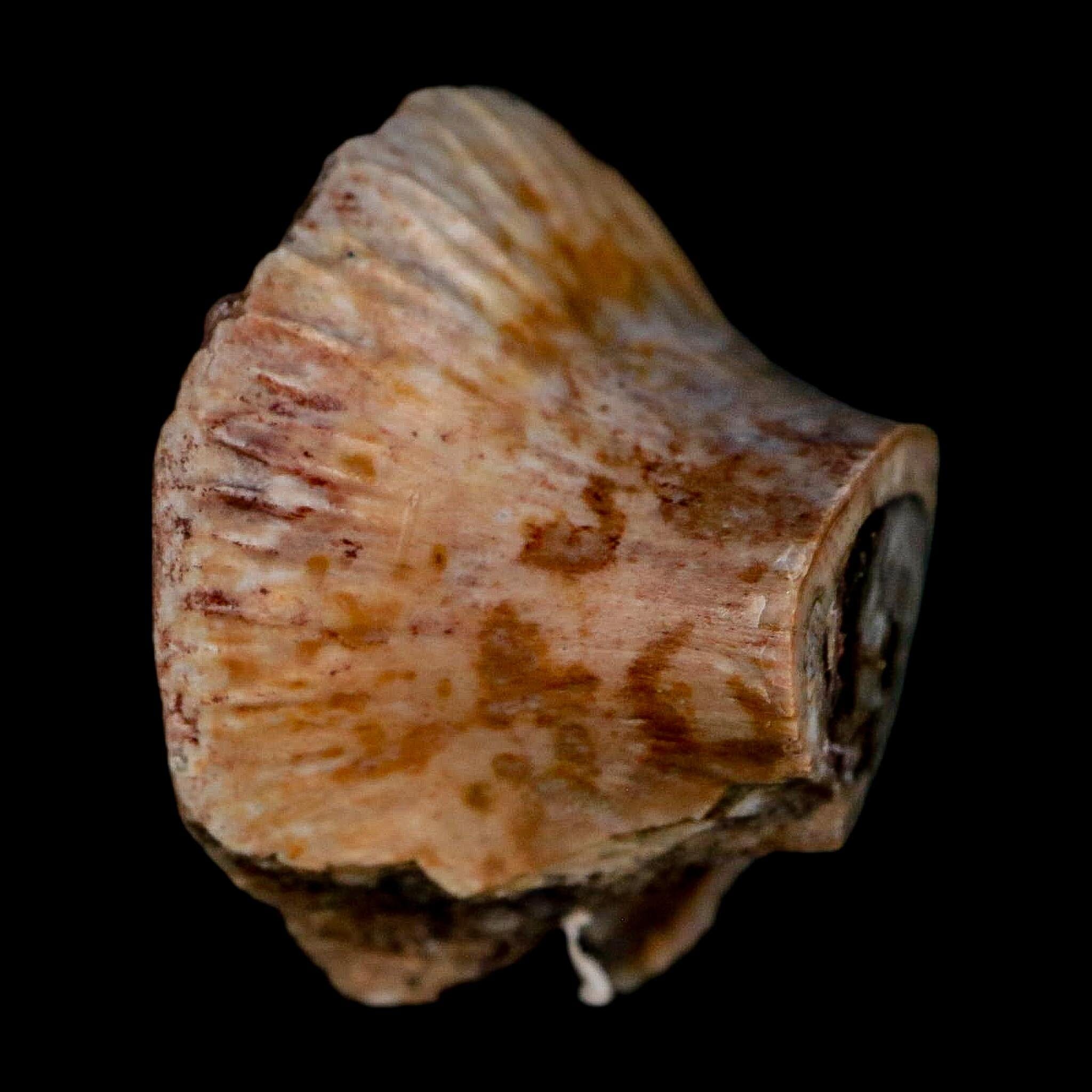 1" Phytosaur Fossil Vertebrae Polished End Triassic Age Archosaur Redonda FM NM COA - Fossil Age Minerals