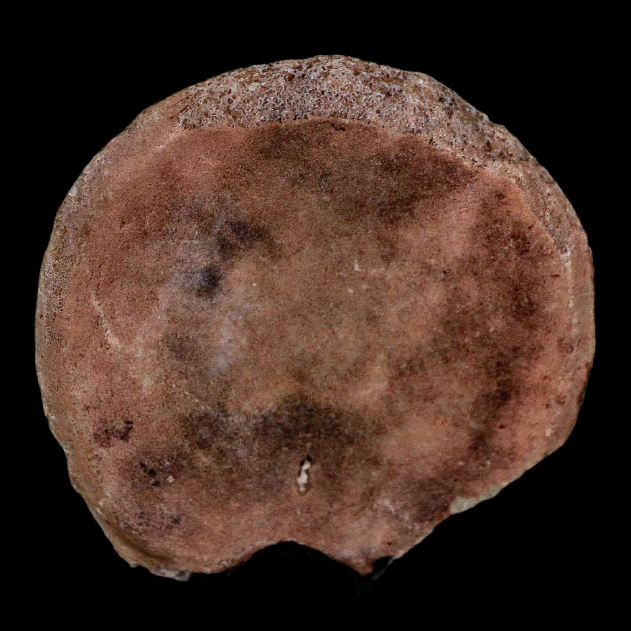 1" Phytosaur Fossil Vertebrae Polished End Triassic Age Archosaur Redonda FM NM COA - Fossil Age Minerals