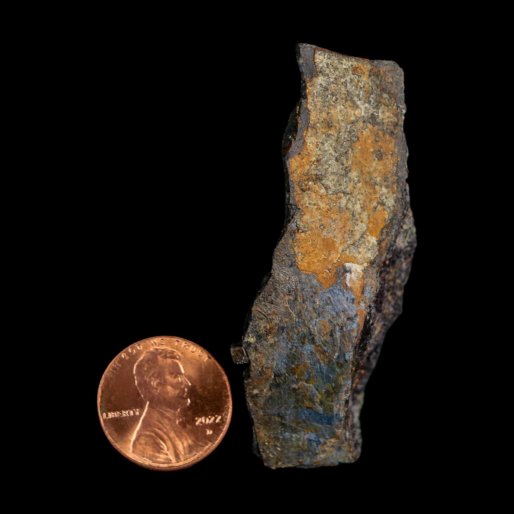 2.3" Stegosaurus Fossil Rib Bone Morrison FM Wyoming Jurassic Age Dinosaur COA