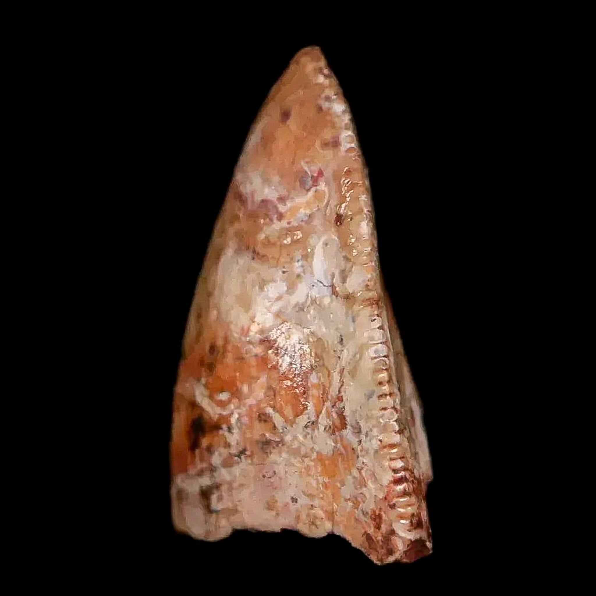 0.5" Phytosaur Fossil Tooth Triassic Age Archosaur Redonda FM NM COA & Display - Fossil Age Minerals
