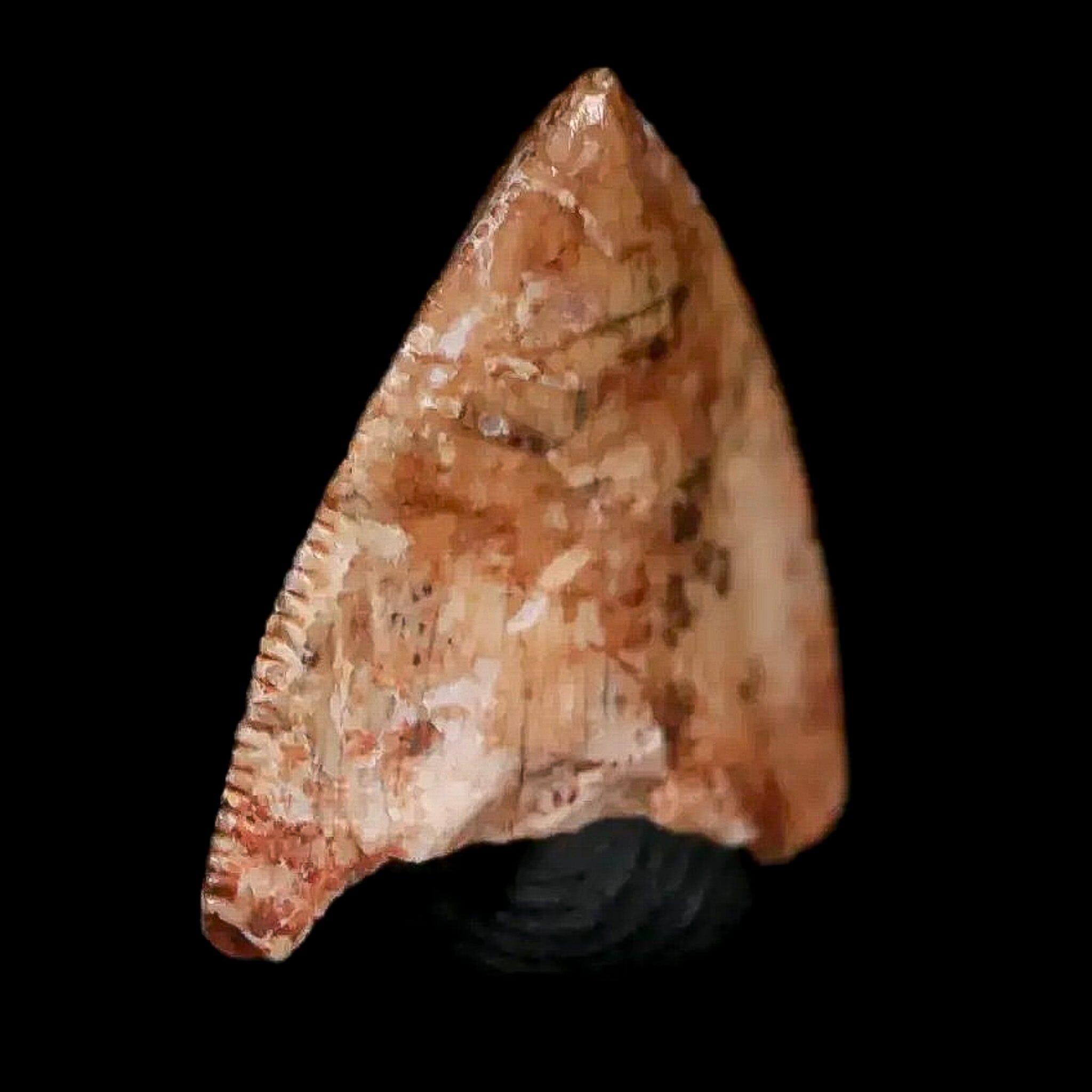 0.5" Phytosaur Fossil Tooth Triassic Age Archosaur Redonda FM NM COA & Display - Fossil Age Minerals