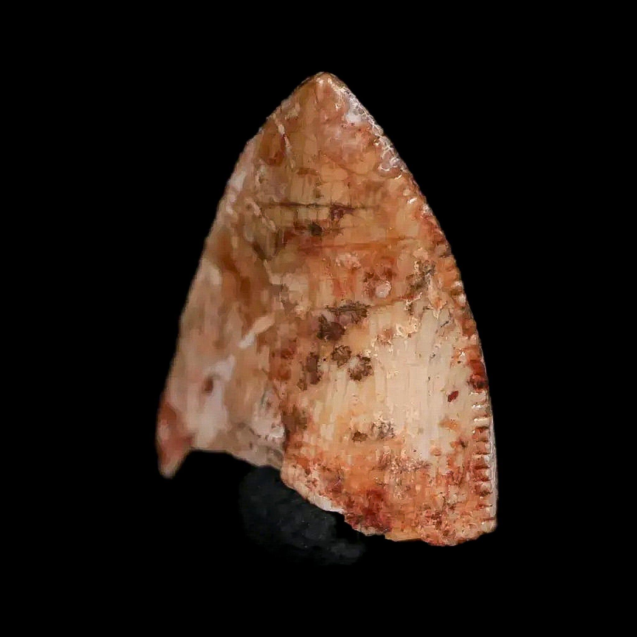 0.5" Phytosaur Fossil Tooth Triassic Age Archosaur Redonda FM NM COA & Display - Fossil Age Minerals