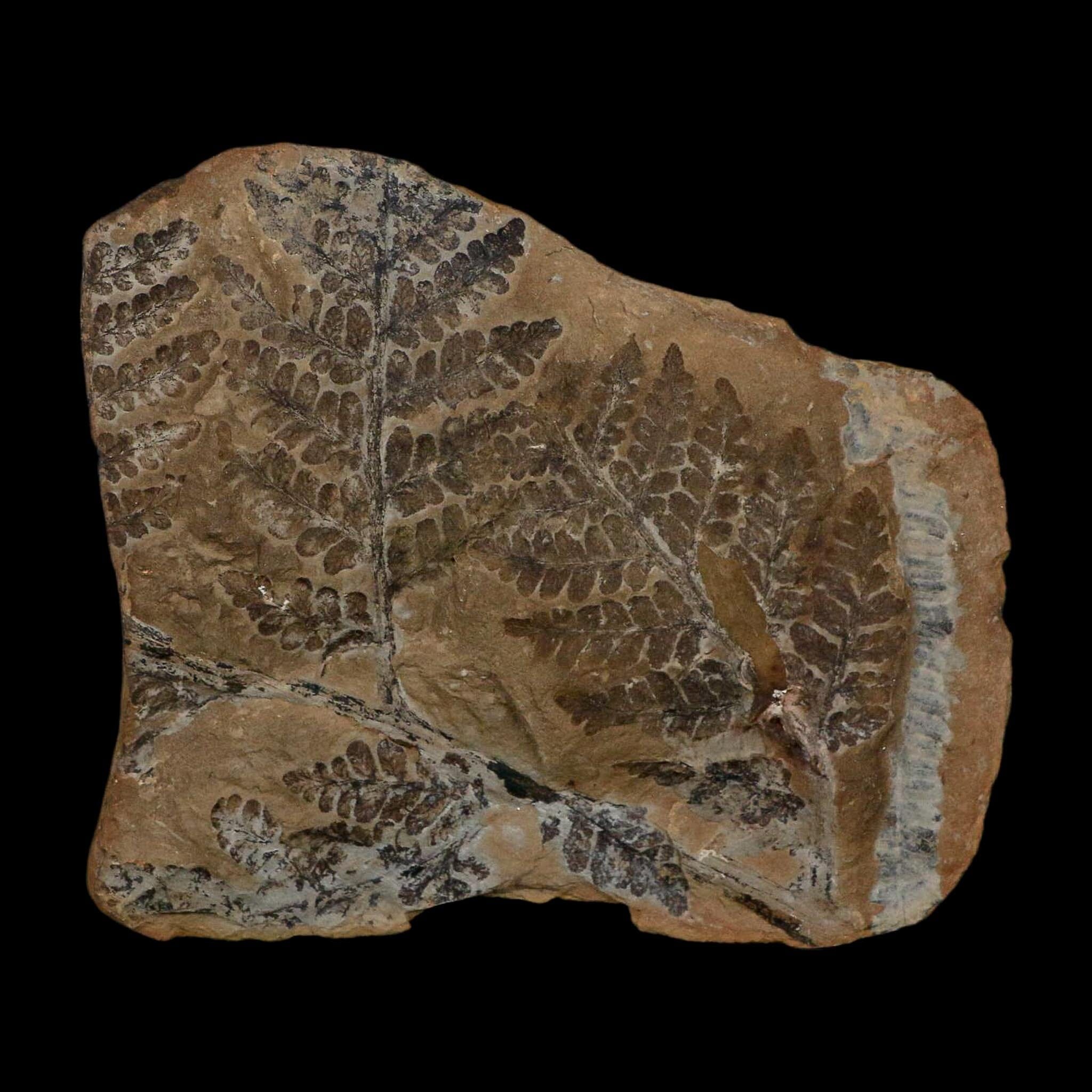 4.3" Pecopteris Fontainei Fossil Leaves Mazon Creek Nodule Pennsylvanian Age Split-Pair - Fossil Age Minerals
