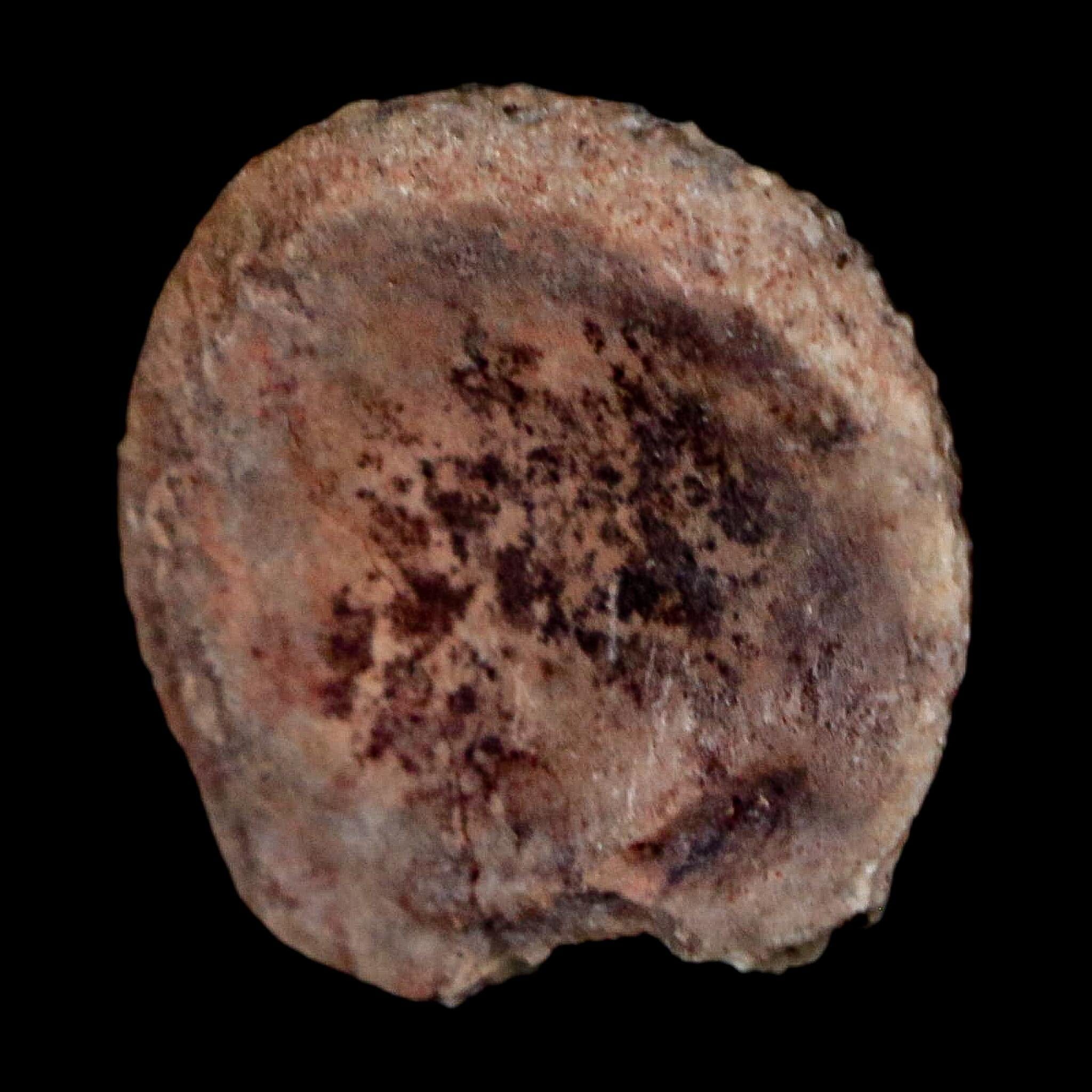 0.9" Phytosaur Fossil Vertebrae Polished End Triassic Age Archosaur Redonda FM NM COA - Fossil Age Minerals