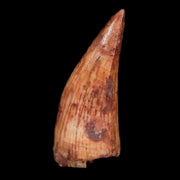0.6" Phytosaur Fossil Tooth Triassic Age Archosaur Redonda FM NM COA & Display