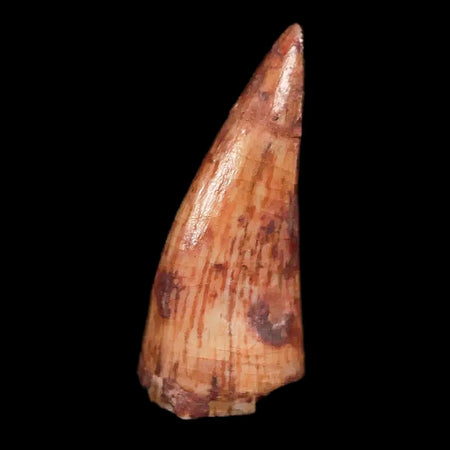 0.6" Phytosaur Fossil Tooth Triassic Age Archosaur Redonda FM NM COA & Display