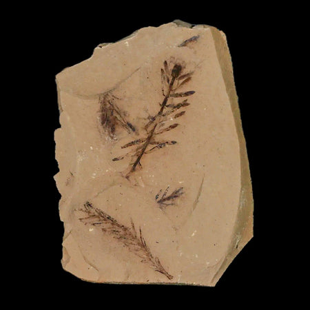 2" Detailed Fossil Plant Leafs Metasequoia Dawn Redwood Oligocene Age MT COA