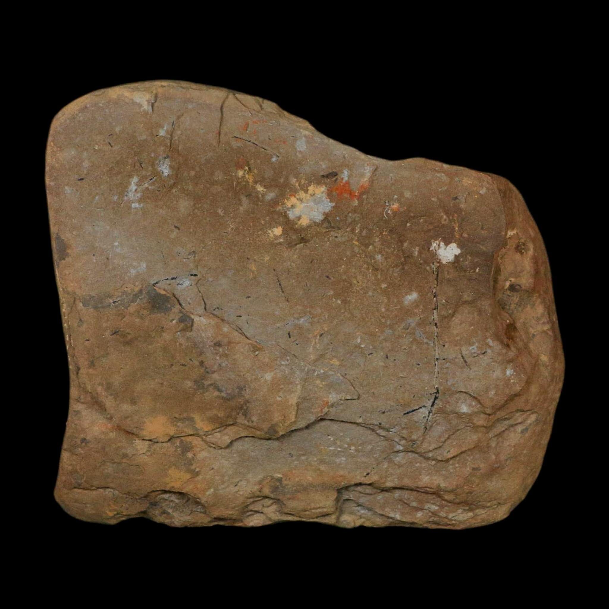 4.3" Pecopteris Fontainei Fossil Leaves Mazon Creek Nodule Pennsylvanian Age Split-Pair - Fossil Age Minerals
