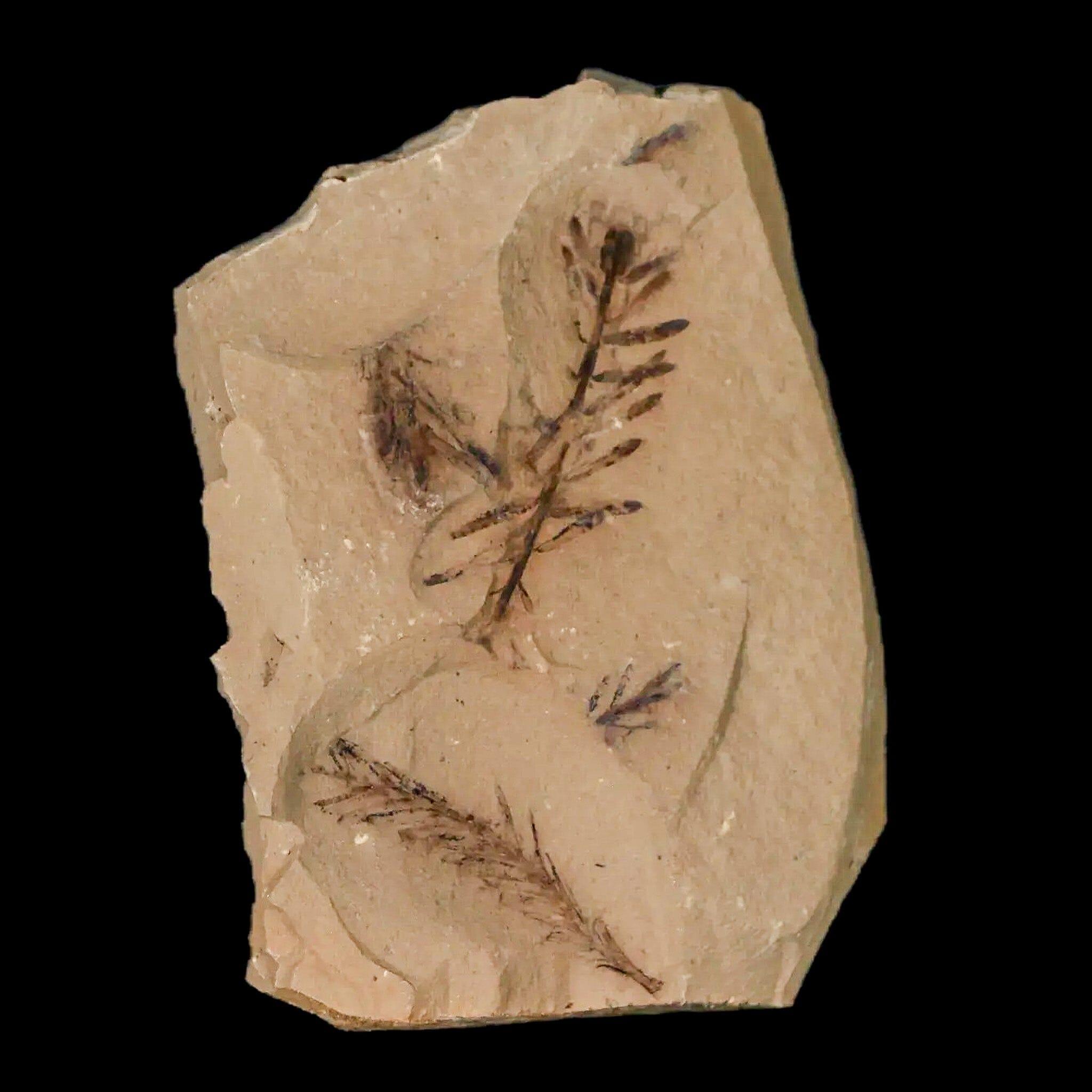 2" Detailed Fossil Plant Leafs Metasequoia Dawn Redwood Oligocene Age MT COA - Fossil Age Minerals