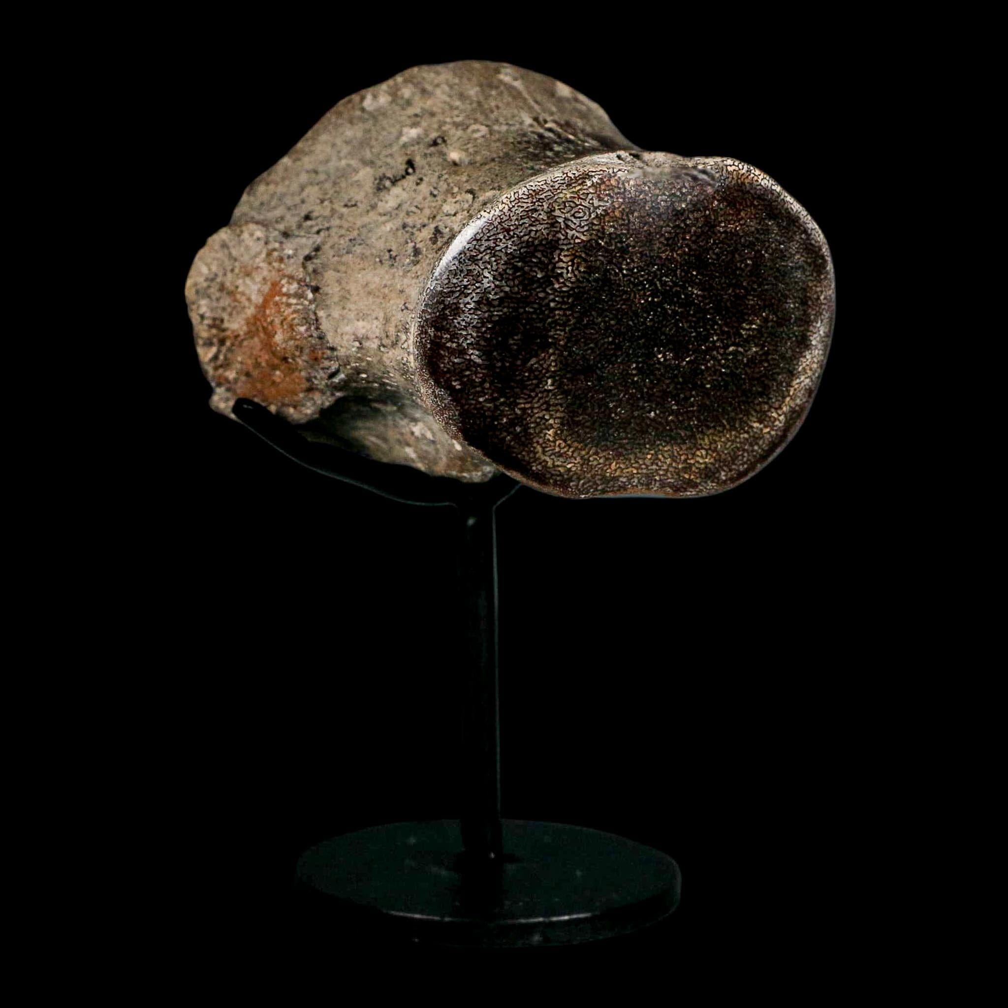 2.7" Mosasaur Fossil Polished Vertebrae Cretaceous Dinosaur Era TX Ozan FM COA, Stand - Fossil Age Minerals