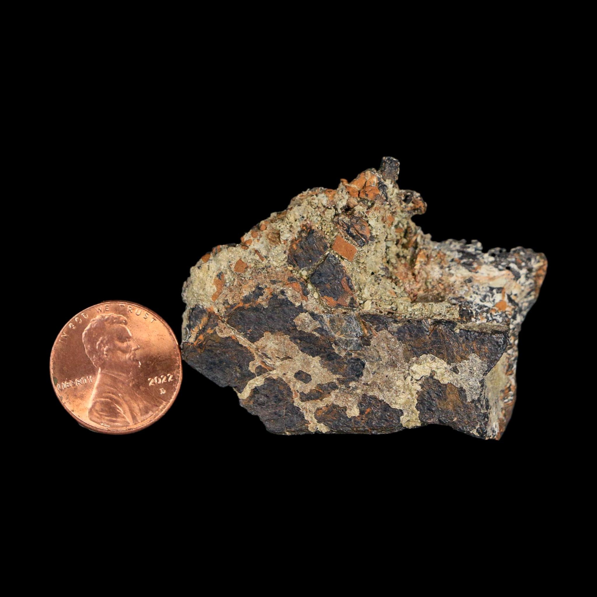2" Stegosaurus Fossil Bone Specimen Morrison FM Wyoming Jurassic Age Dinosaur COA