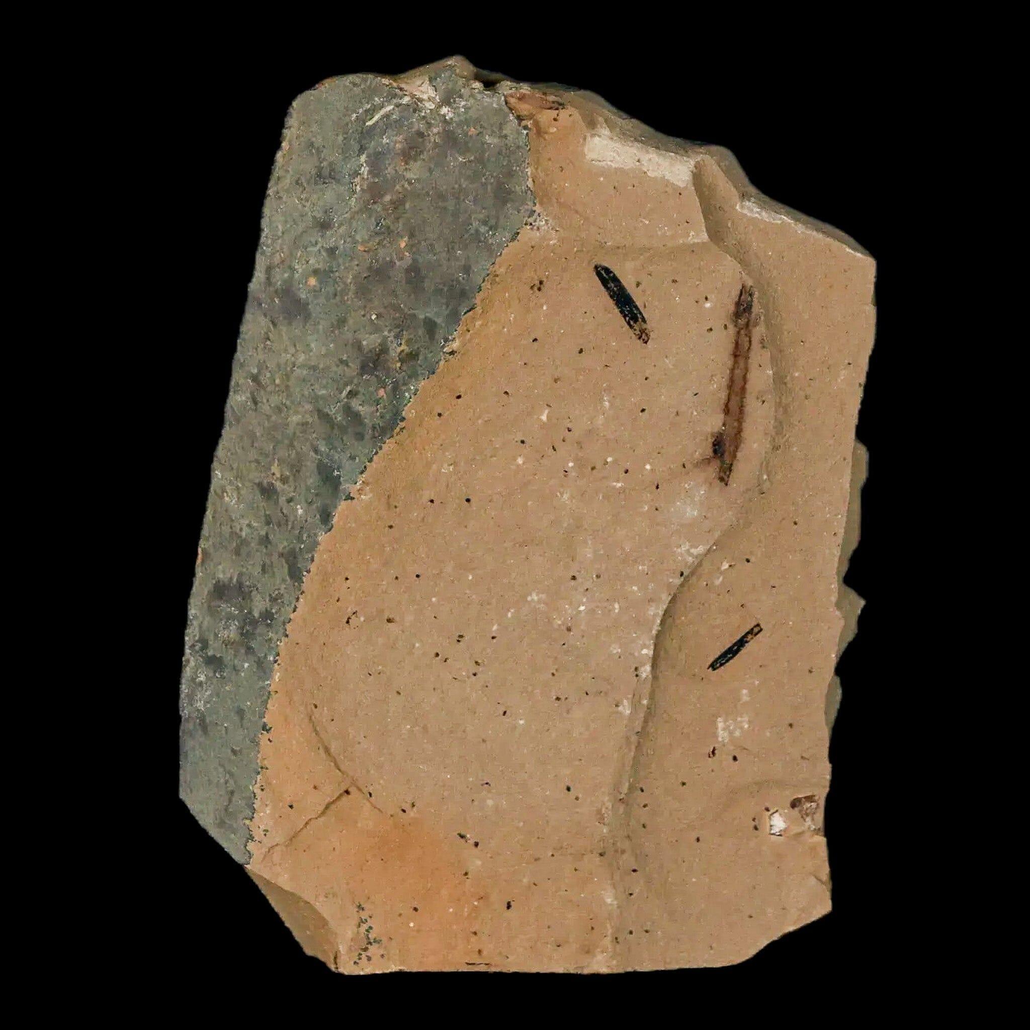 2" Detailed Fossil Plant Leafs Metasequoia Dawn Redwood Oligocene Age MT COA - Fossil Age Minerals