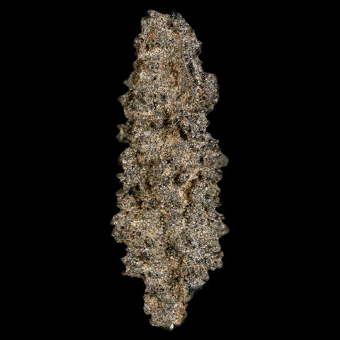 1.8" Fulgurite Petrified Lightning Strike Glass Sahara Desert Algeria - Fossil Age Minerals