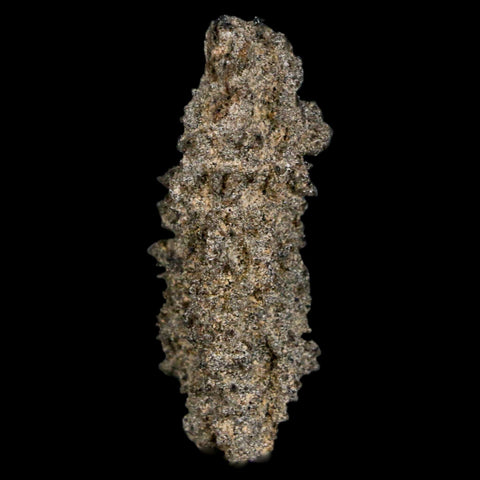 1.8" Fulgurite Petrified Lightning Strike Glass Sahara Desert Algeria - Fossil Age Minerals