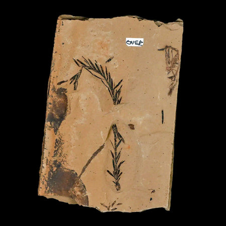 3" Detailed Fossil Plant Leafs Metasequoia Dawn Redwood Oligocene Age MT COA